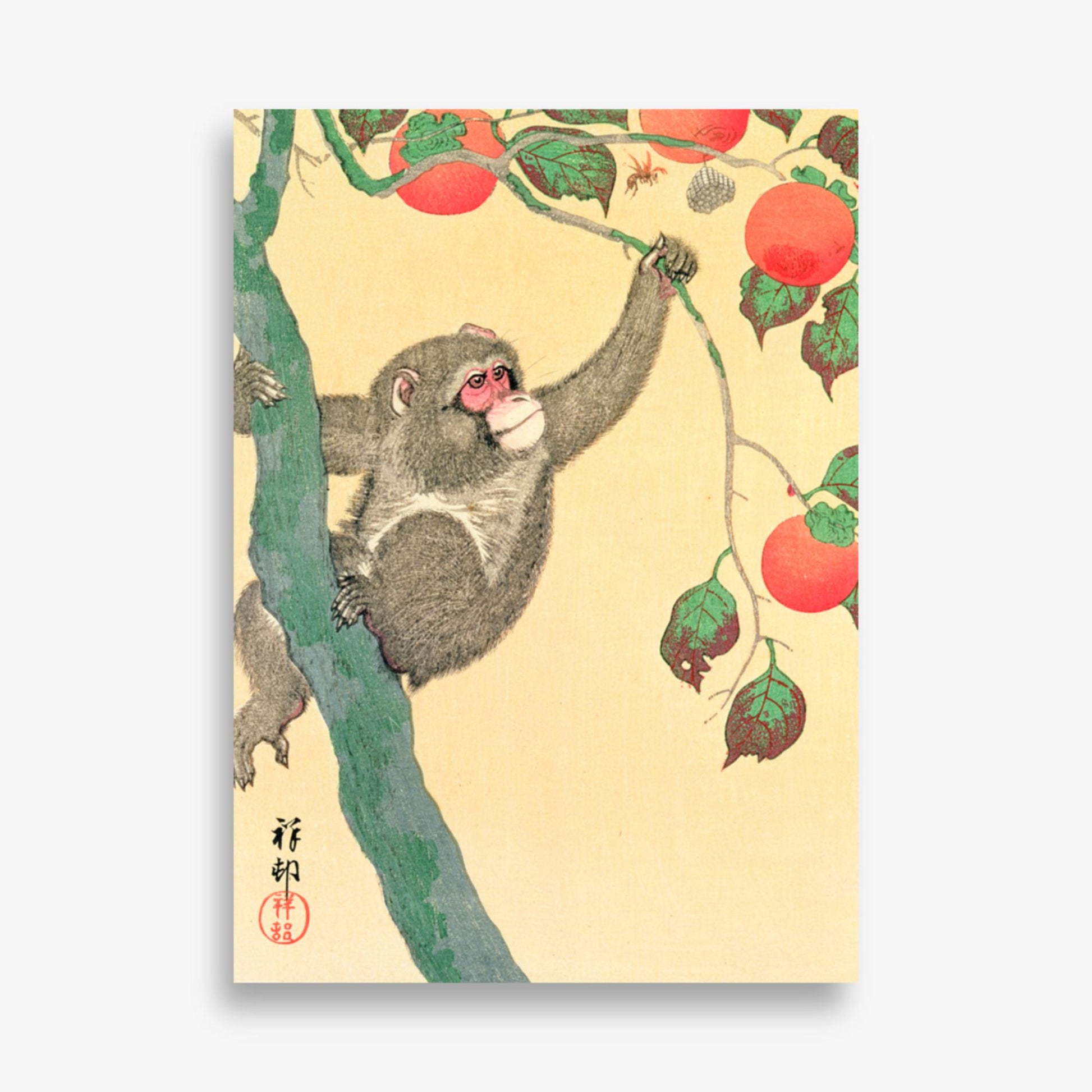 Ohara Koson: Monkey in a Persimmon - 50x70 cm Poster