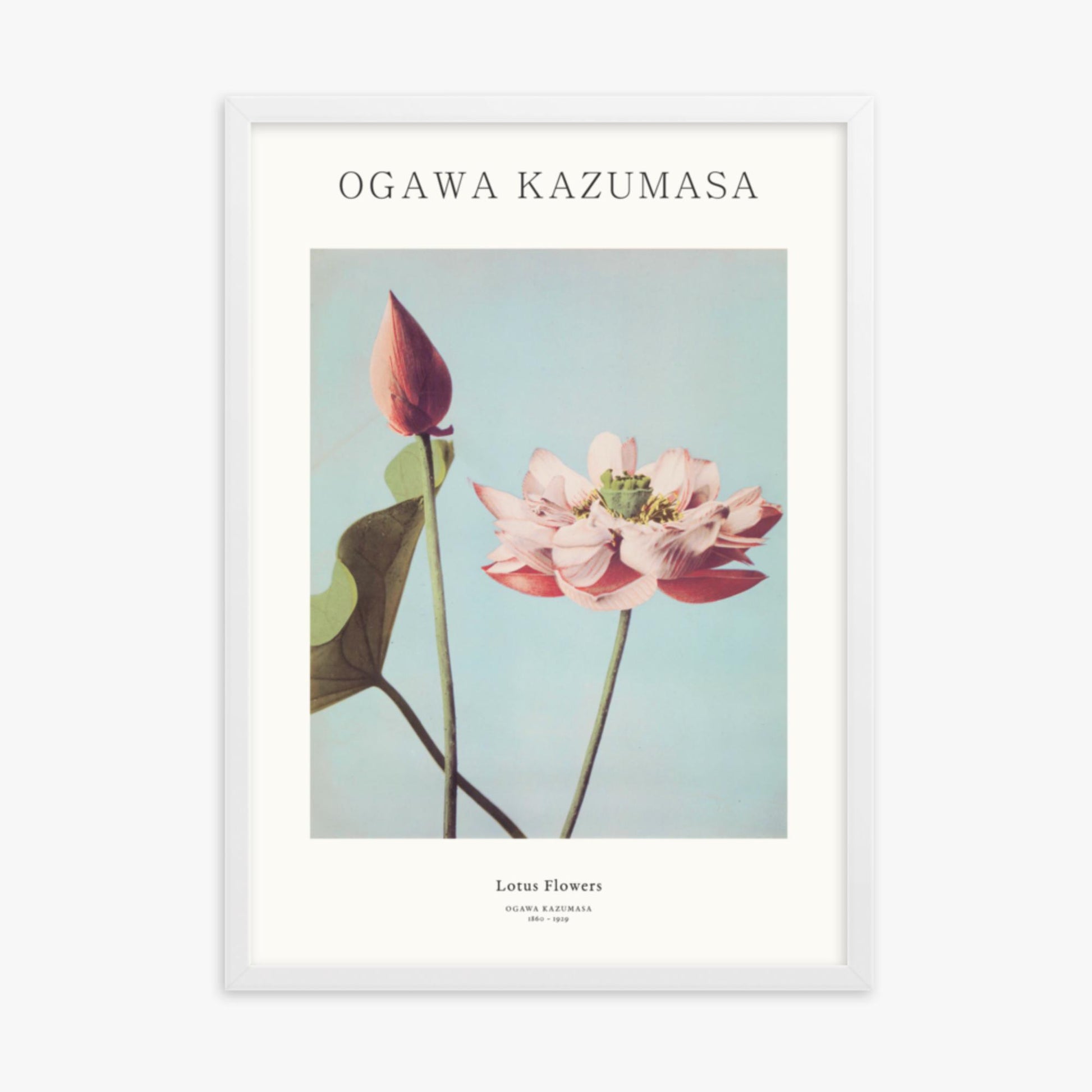 Ogawa Kazumasa - Lotus Flowers - Decoration 50x70 cm Poster With White Frame