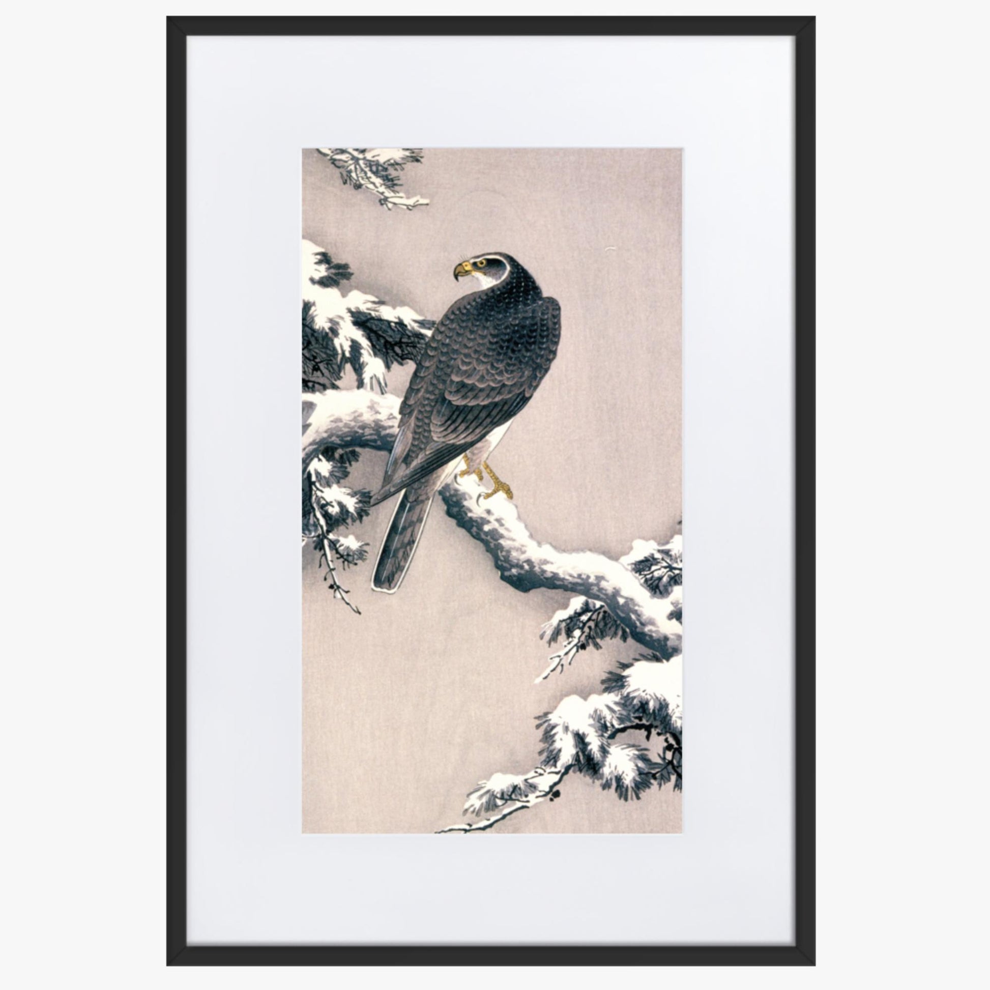 Ohara Koson - Goshawk on Snow-covered Pine Bough  61x91 cm Poster With Black Frame