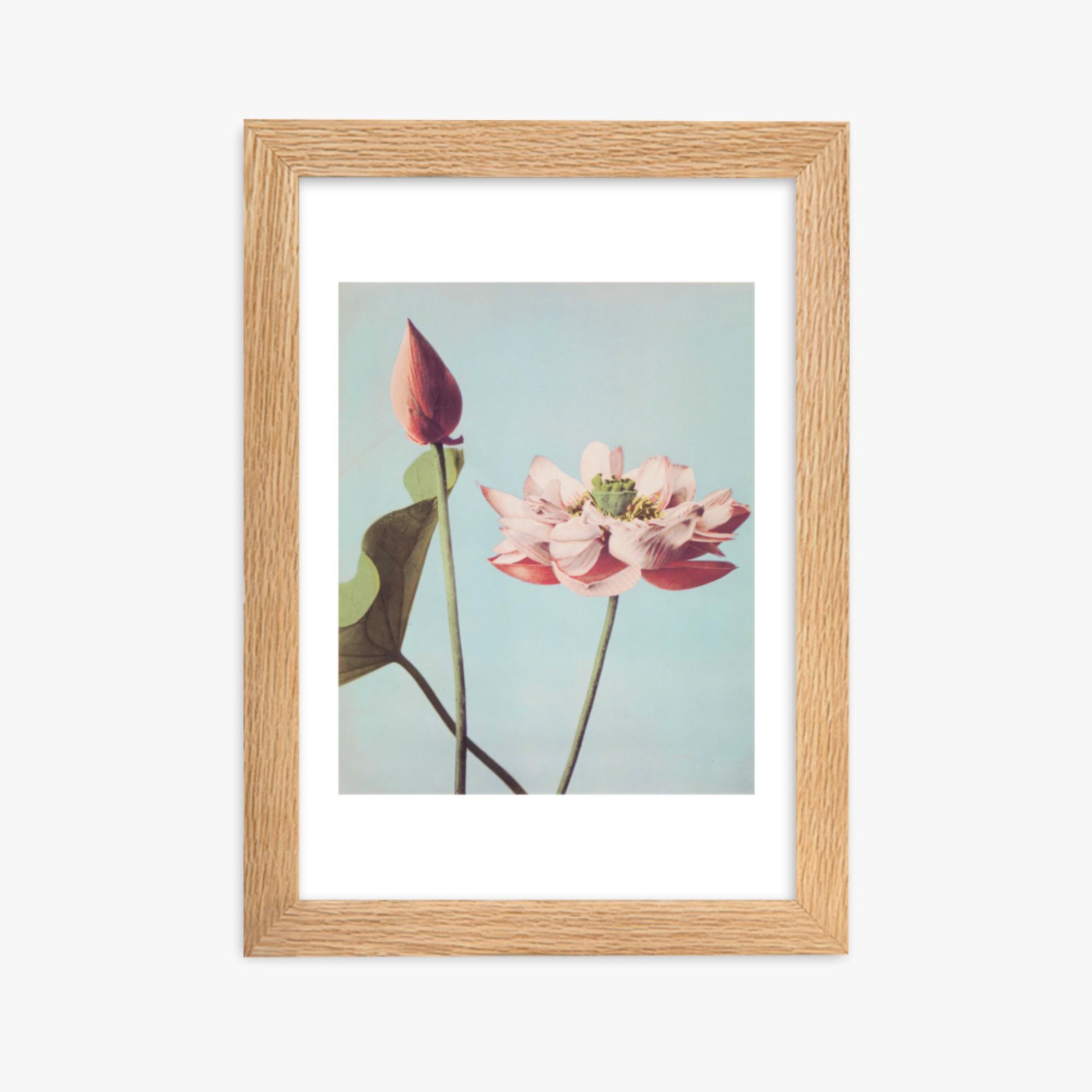 Ogawa Kazumasa - Lotus Flowers 21x30 cm Poster With Oak Frame