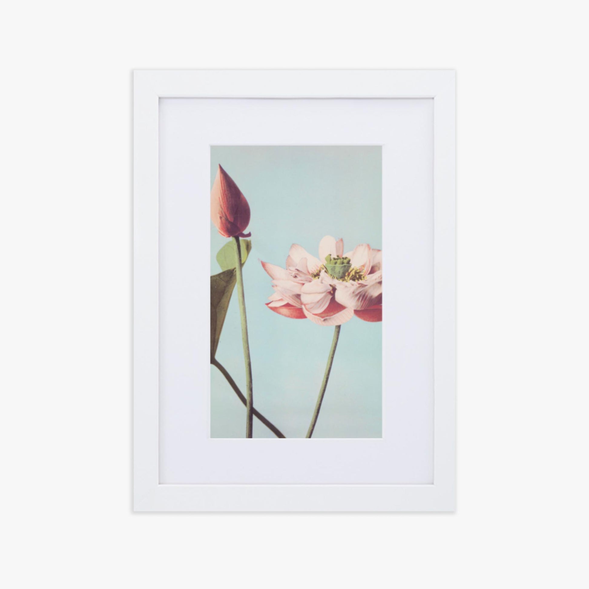 Ogawa Kazumasa - Lotus Flowers 21x30 cm Poster With White Frame