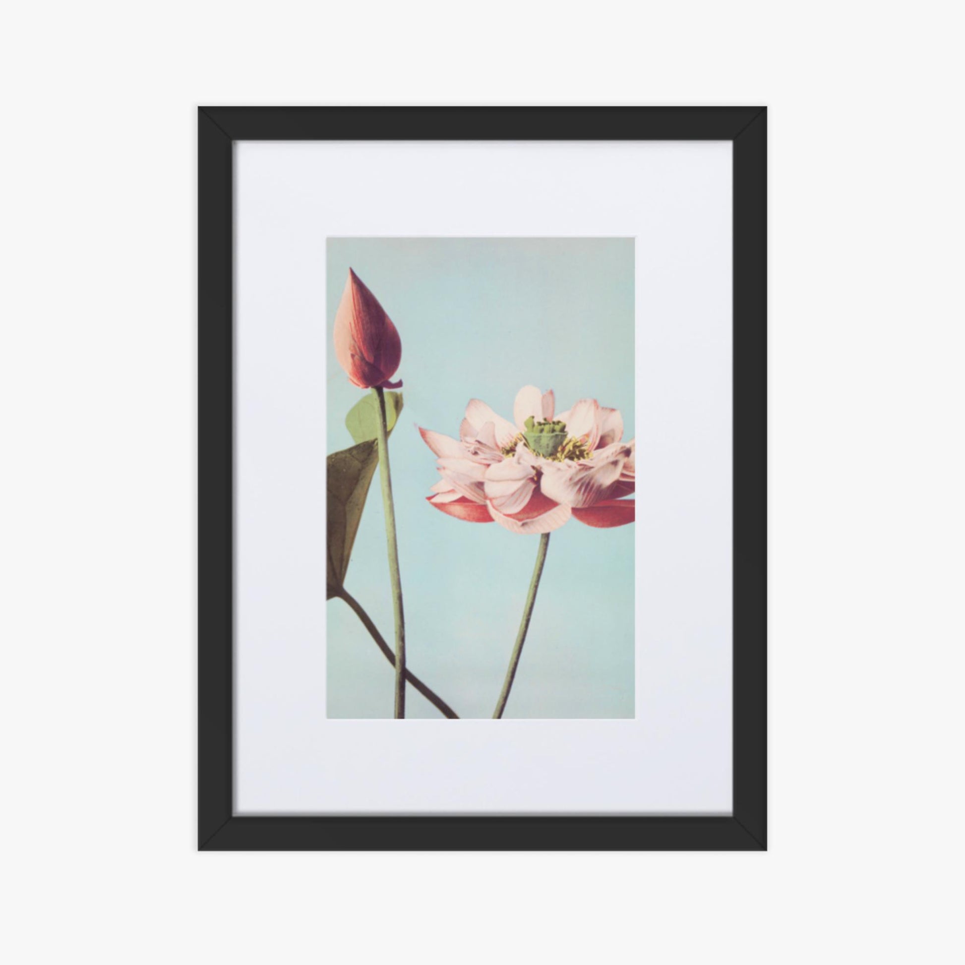 Ogawa Kazumasa - Lotus Flowers 30x40 cm Poster With Black Frame