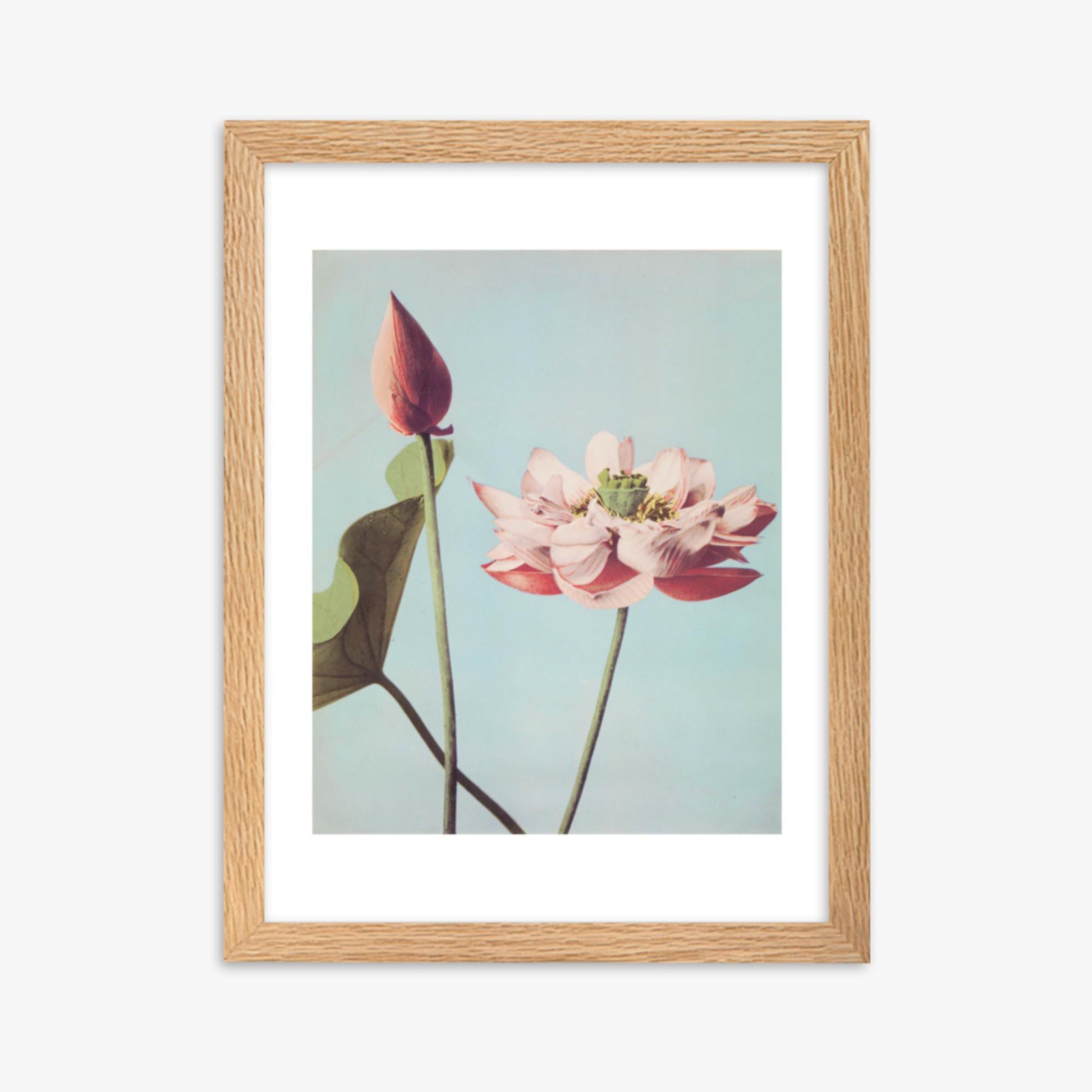 Ogawa Kazumasa - Lotus Flowers 30x40 cm Poster With Oak Frame