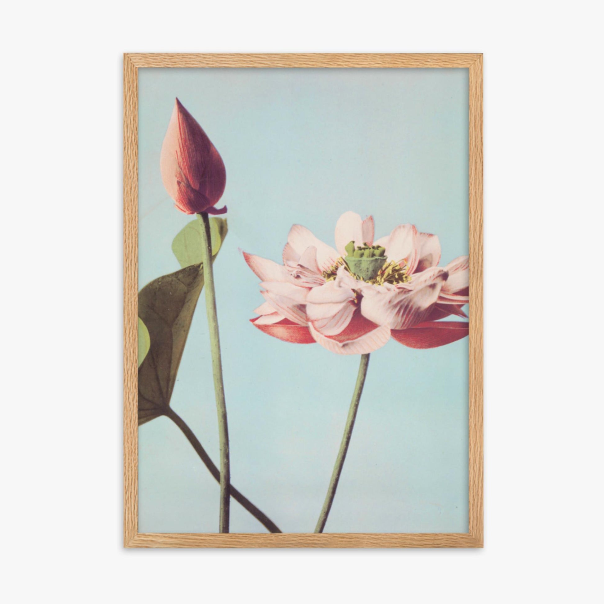 Ogawa Kazumasa - Lotus Flowers 50x70 cm Poster With Oak Frame