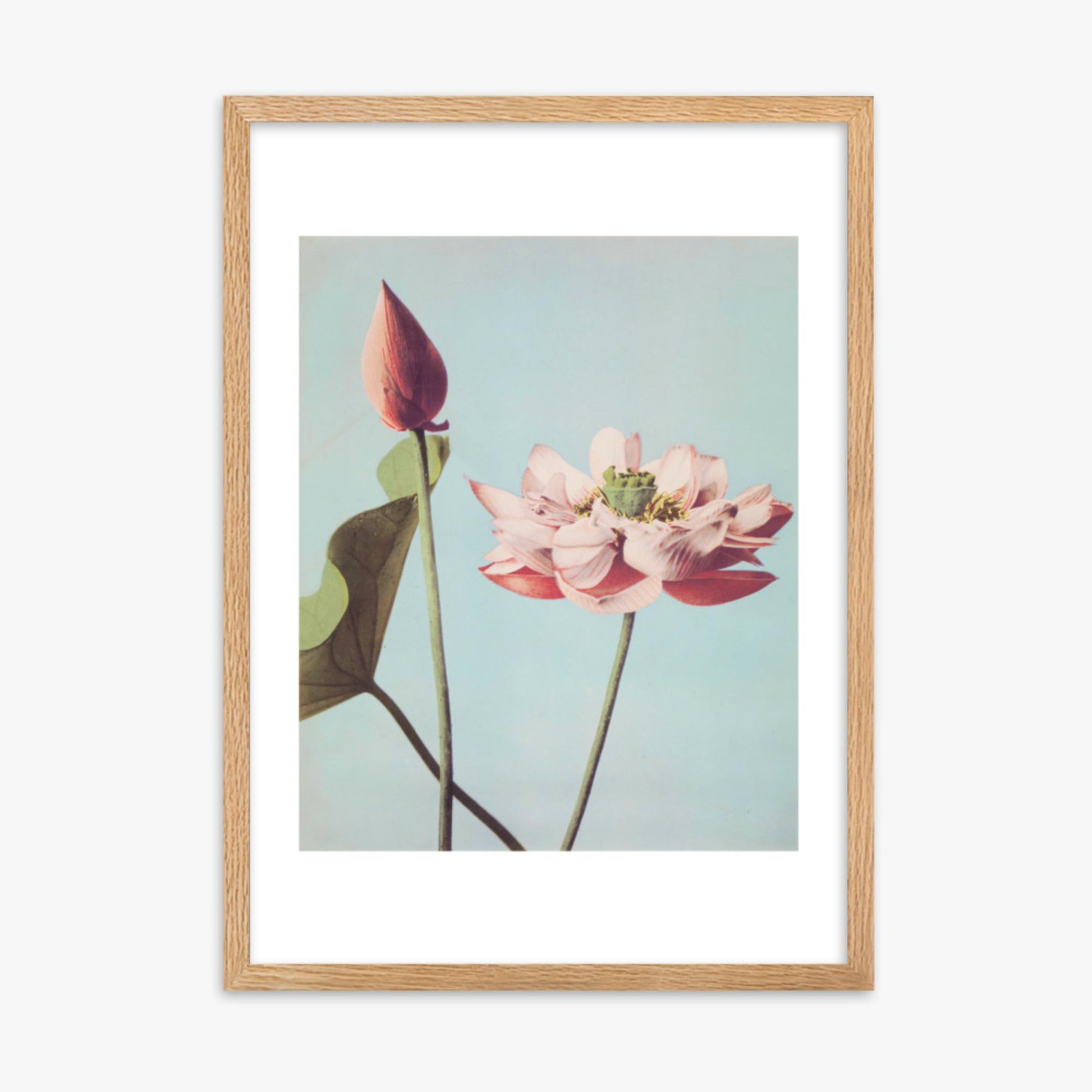 Ogawa Kazumasa - Lotus Flowers 50x70 cm Poster With Oak Frame