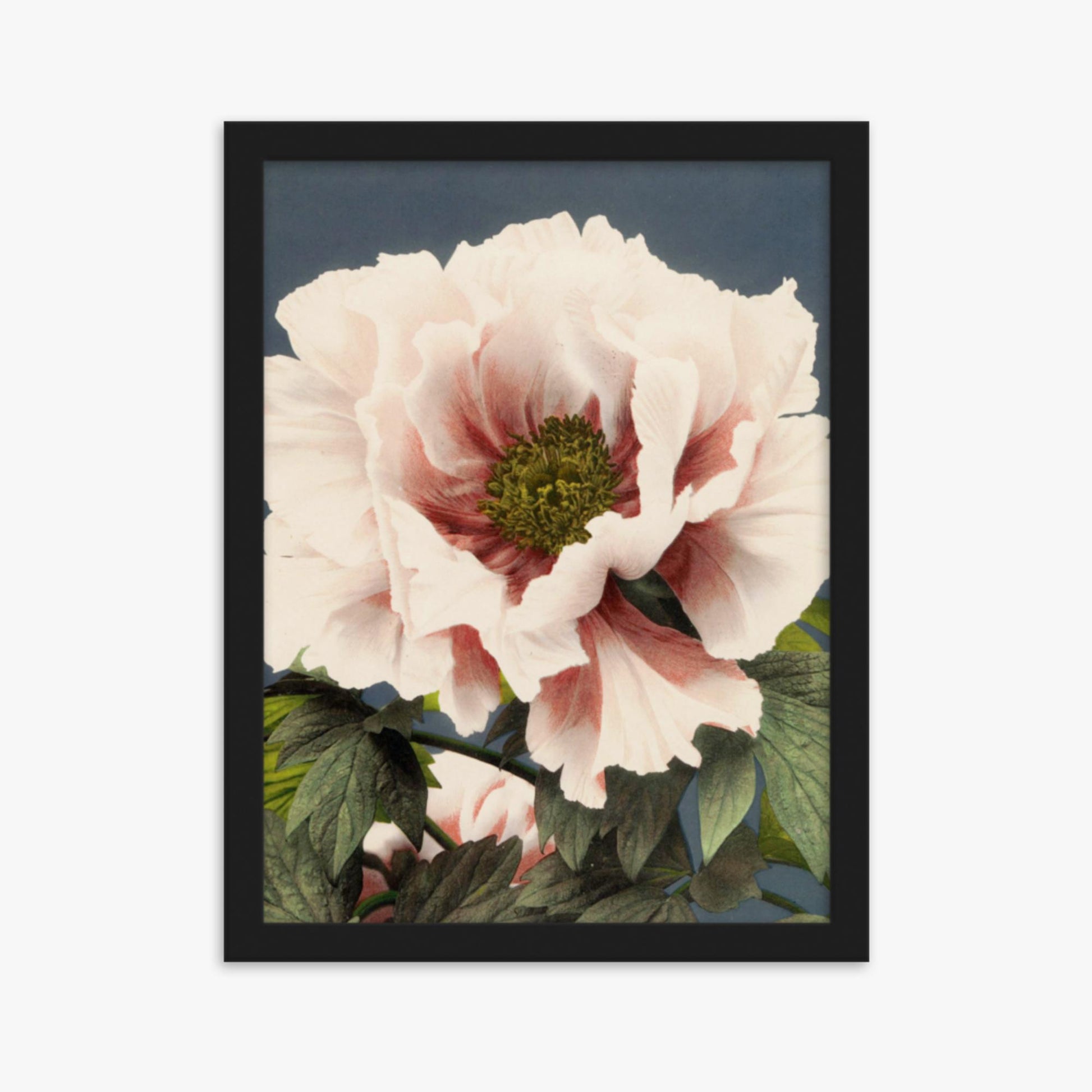 Ogawa Kazumasa - Peony 30x40 cm Poster With Black Frame