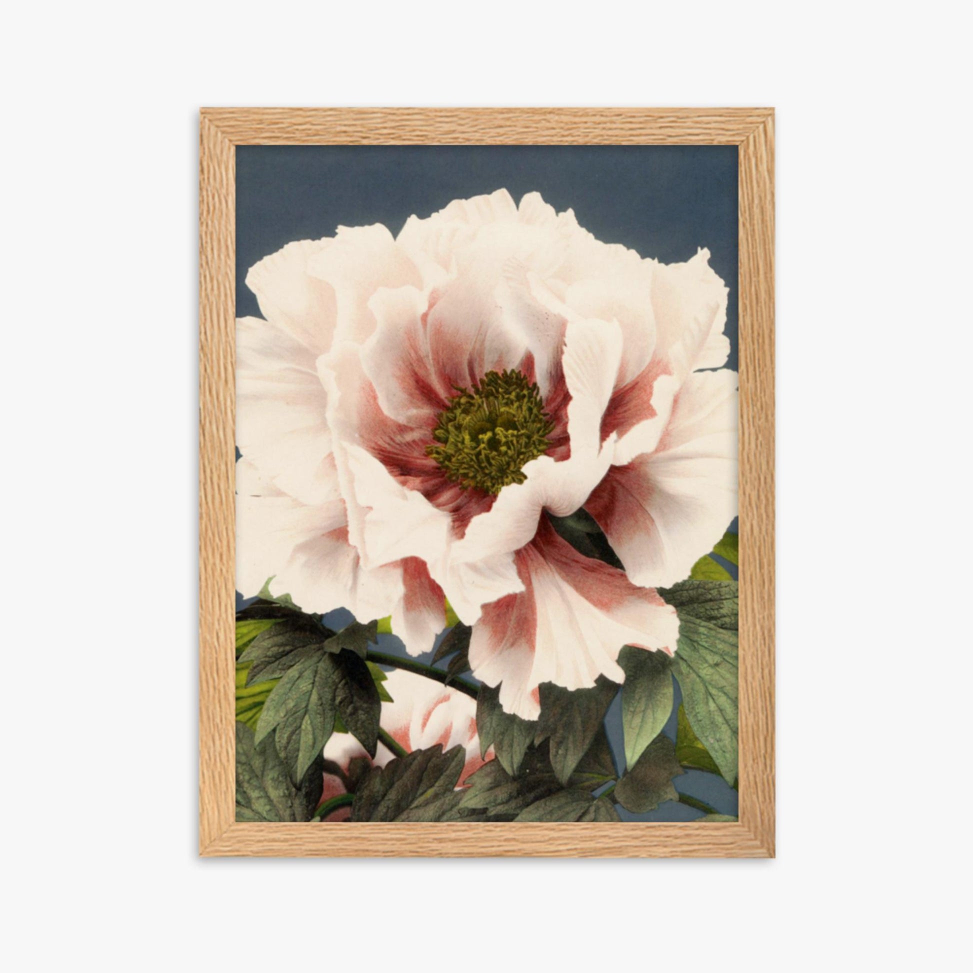 Ogawa Kazumasa - Peony 30x40 cm Poster With Oak Frame