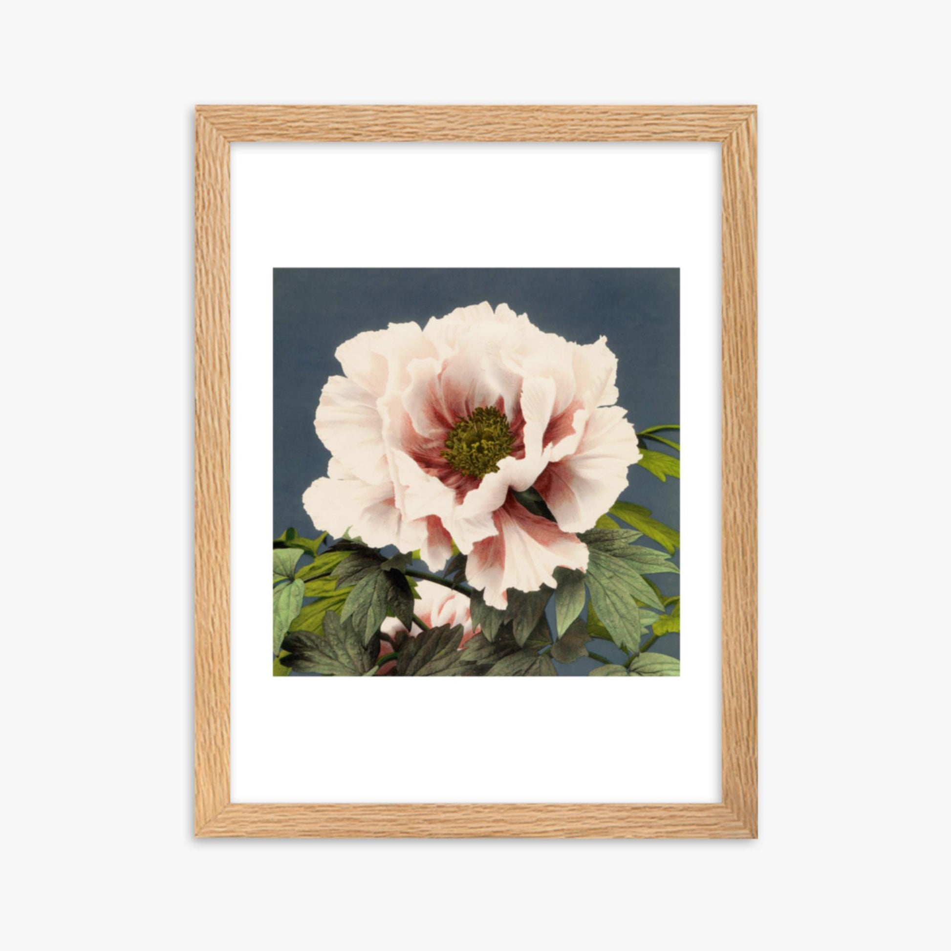 Ogawa Kazumasa - Peony 30x40 cm Poster With Oak Frame