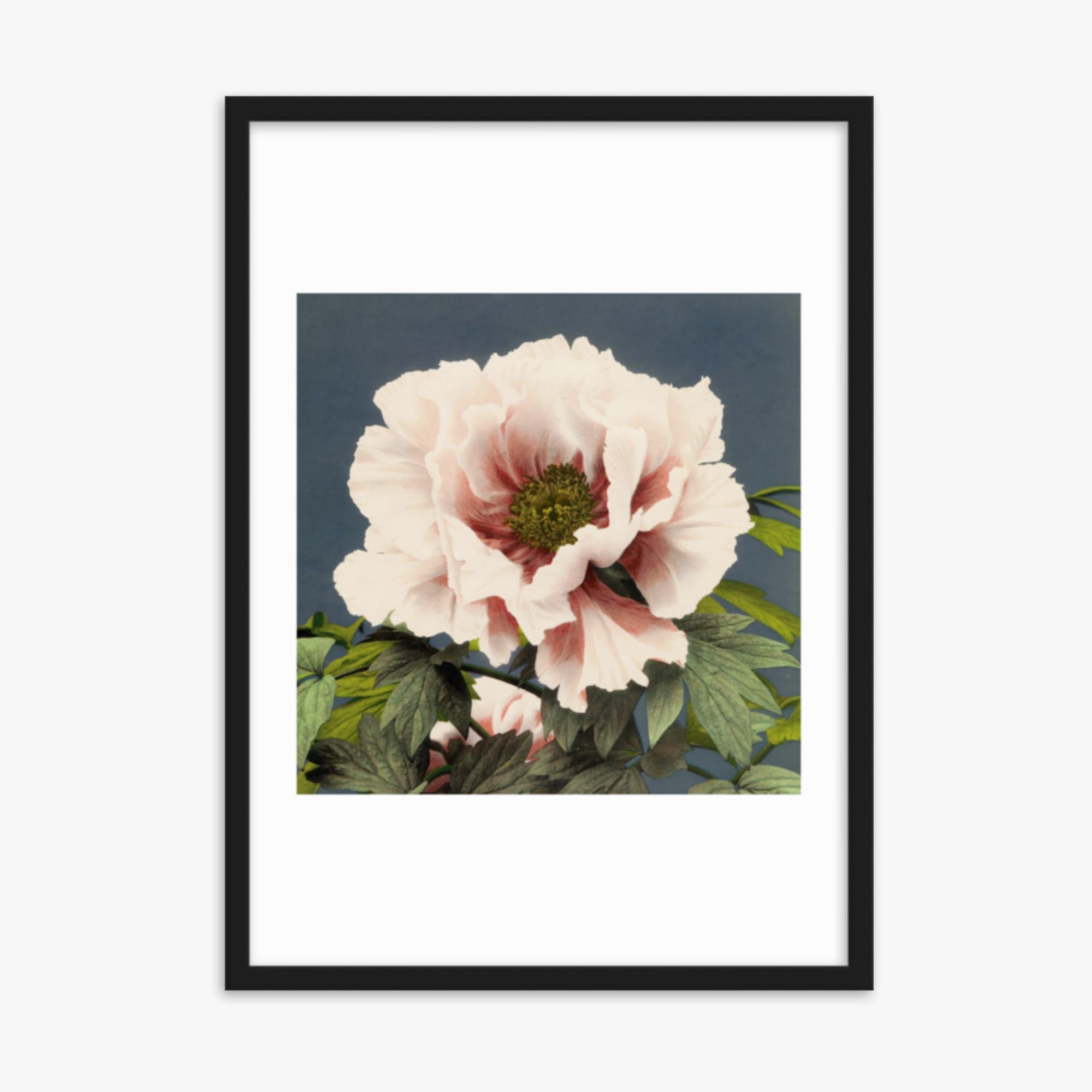 Ogawa Kazumasa - Peony 50x70 cm Poster With Black Frame