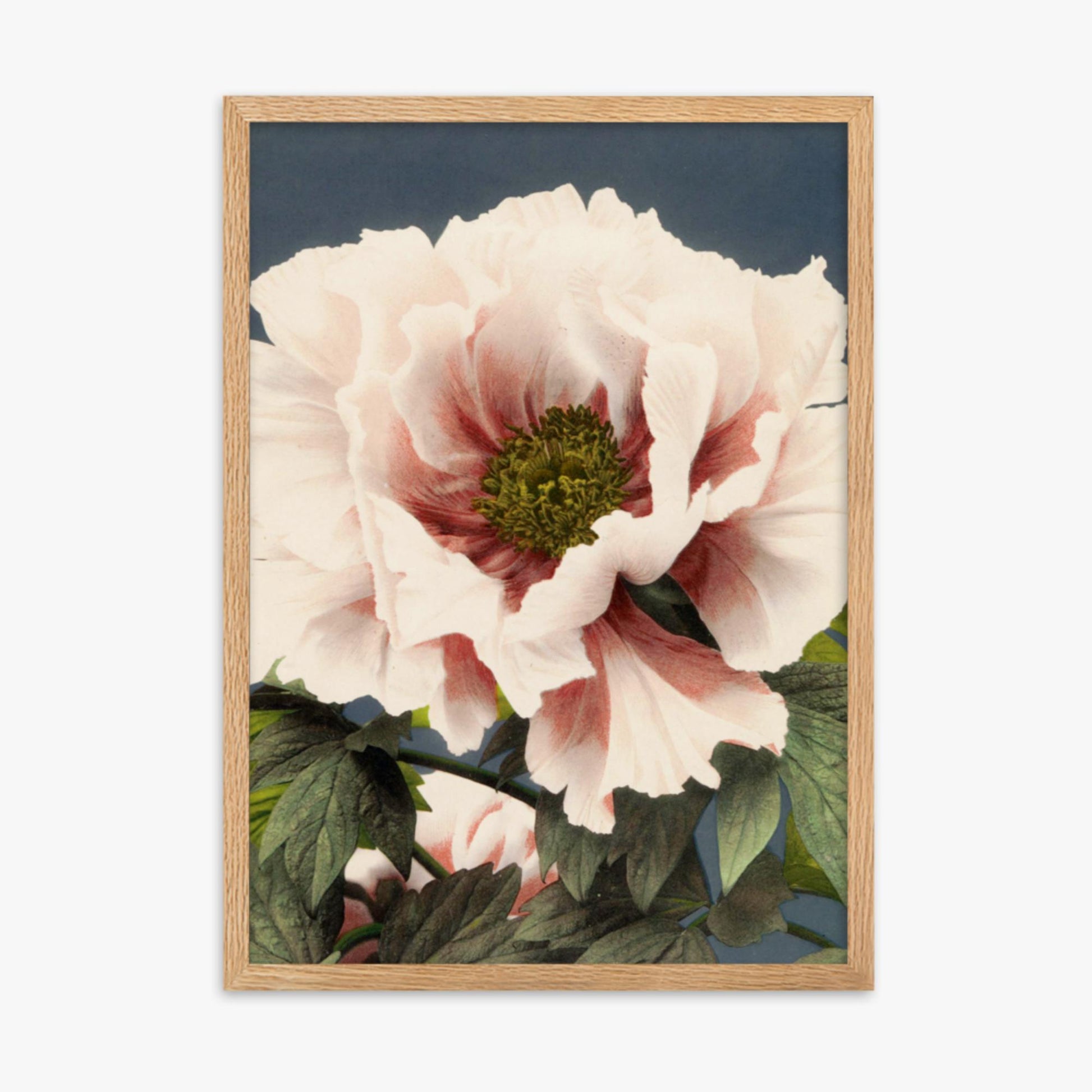 Ogawa Kazumasa - Peony 50x70 cm Poster With Oak Frame