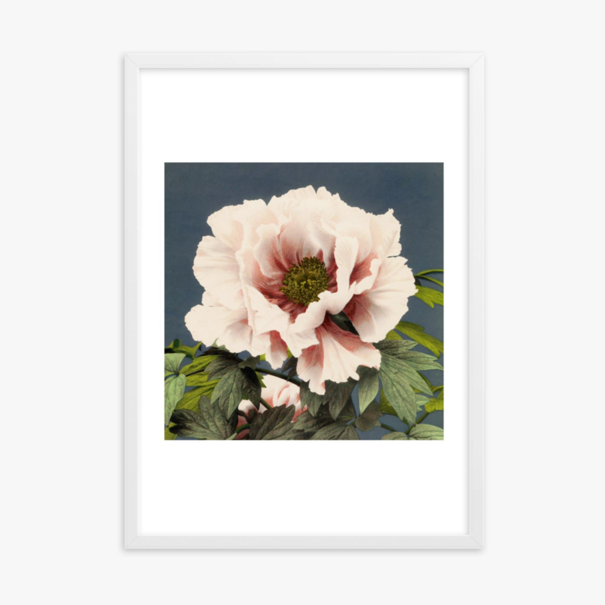 Ogawa Kazumasa - Peony 50x70 cm Poster With White Frame