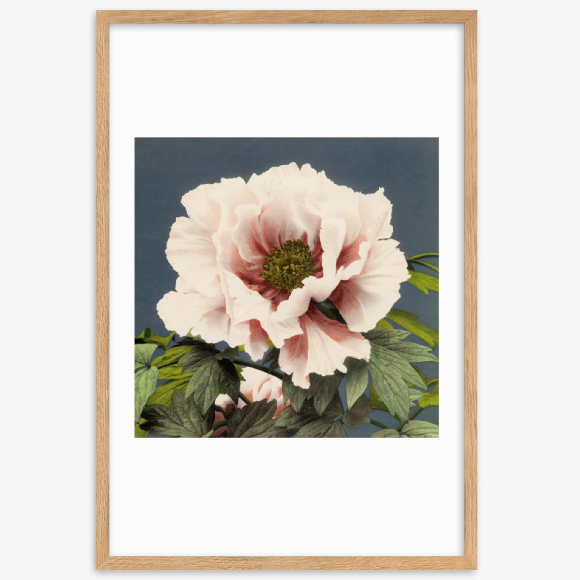 Ogawa Kazumasa - Peony 61x91 cm Poster With Oak Frame