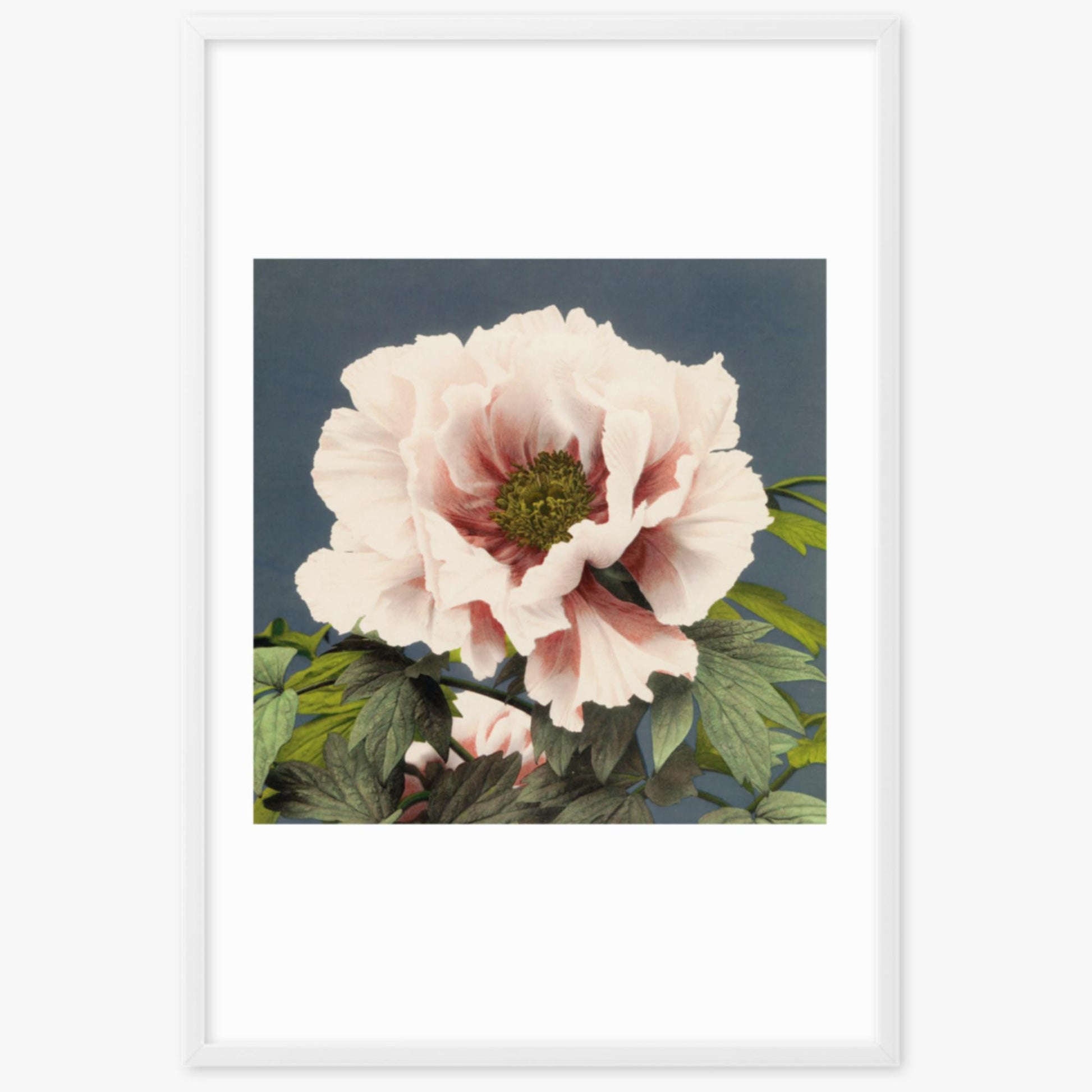 Ogawa Kazumasa - Peony 61x91 cm Poster With White Frame