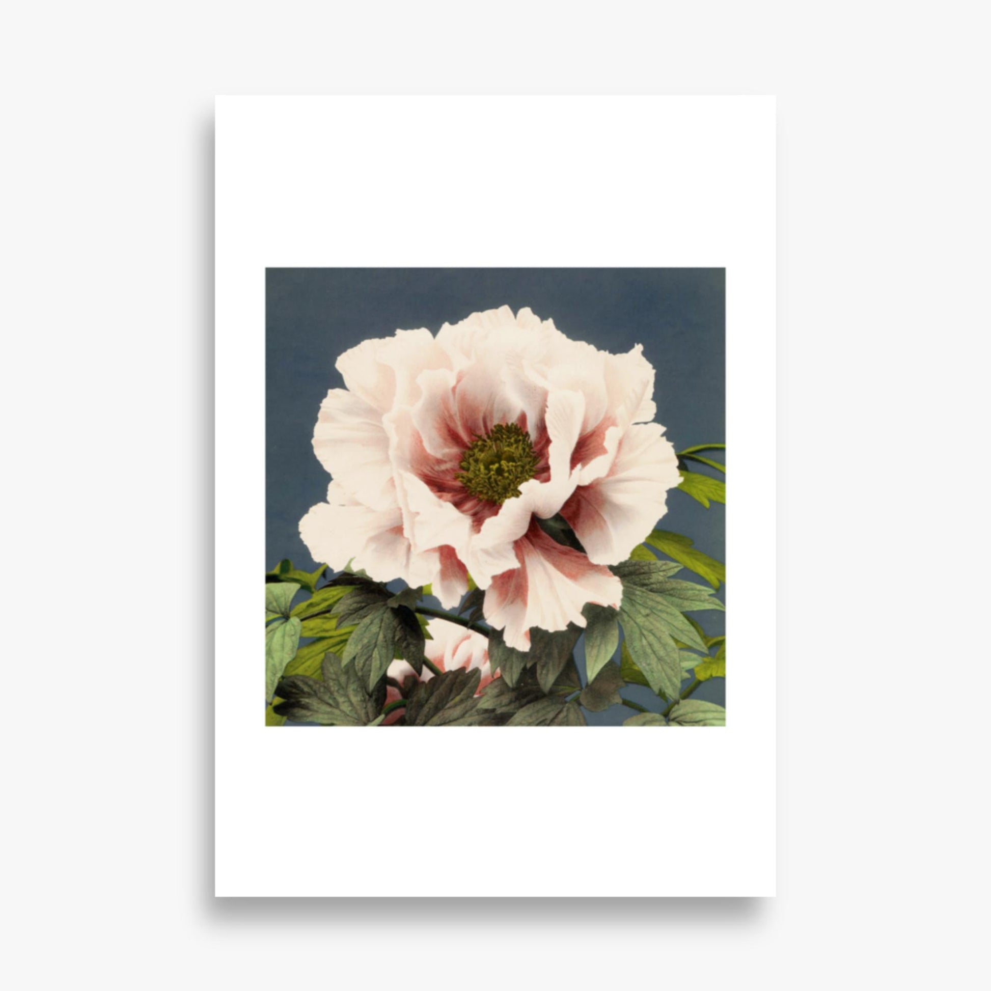 Ogawa Kazumasa - Peony 70x100 cm Poster