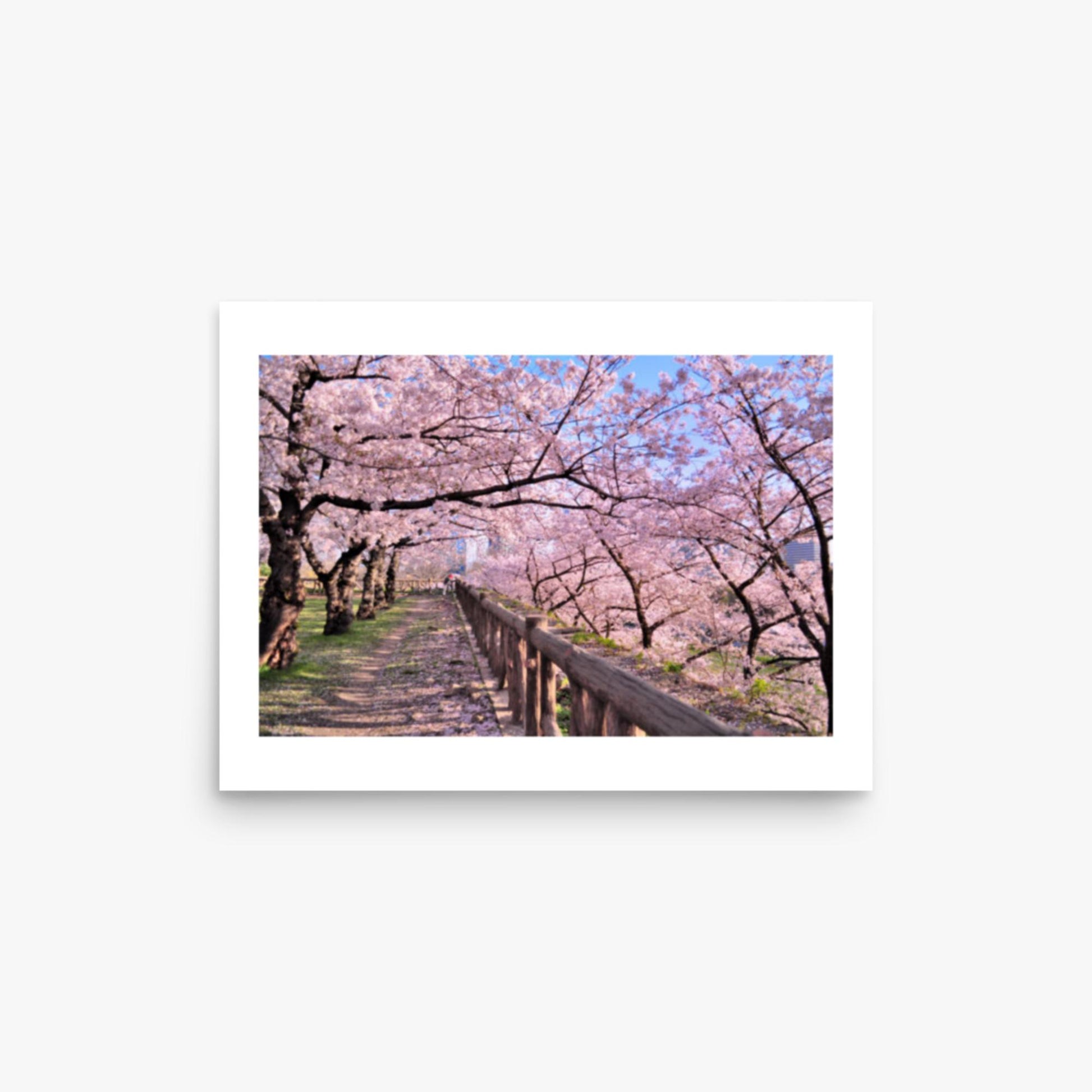 Cherry blossoms in full bloom in Park 12x16 in Poster