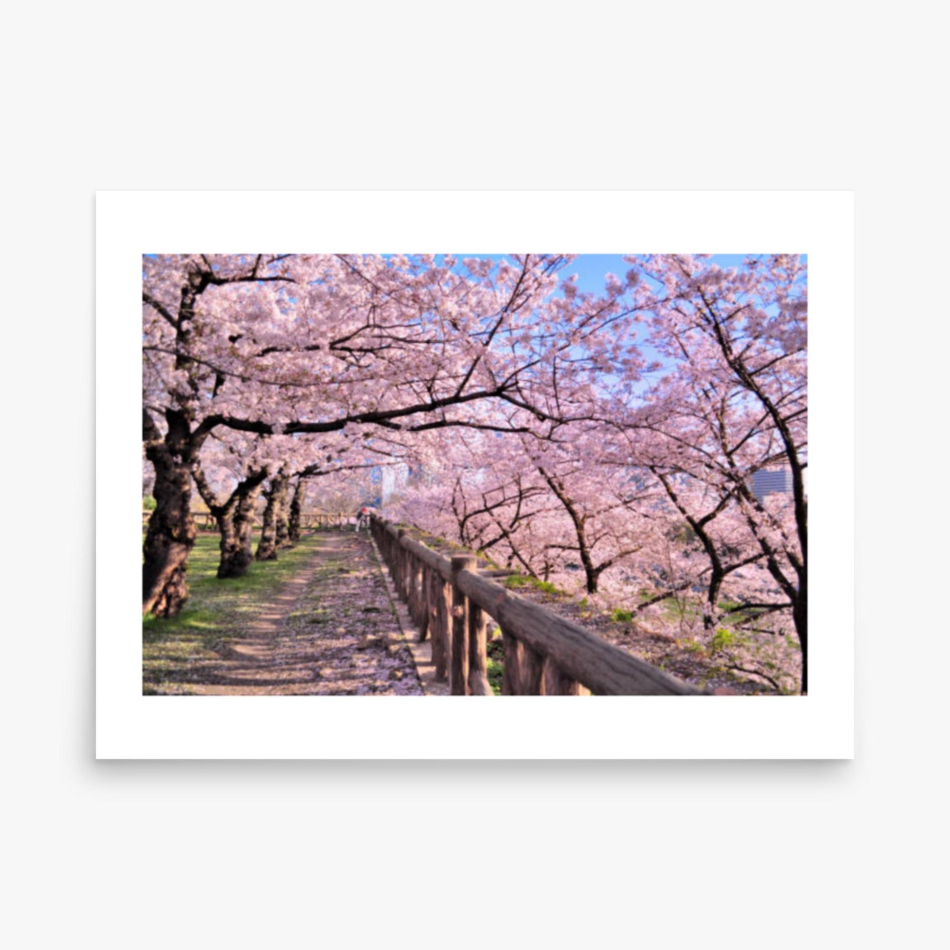 Cherry blossoms in full bloom in Park 18x24 in Poster