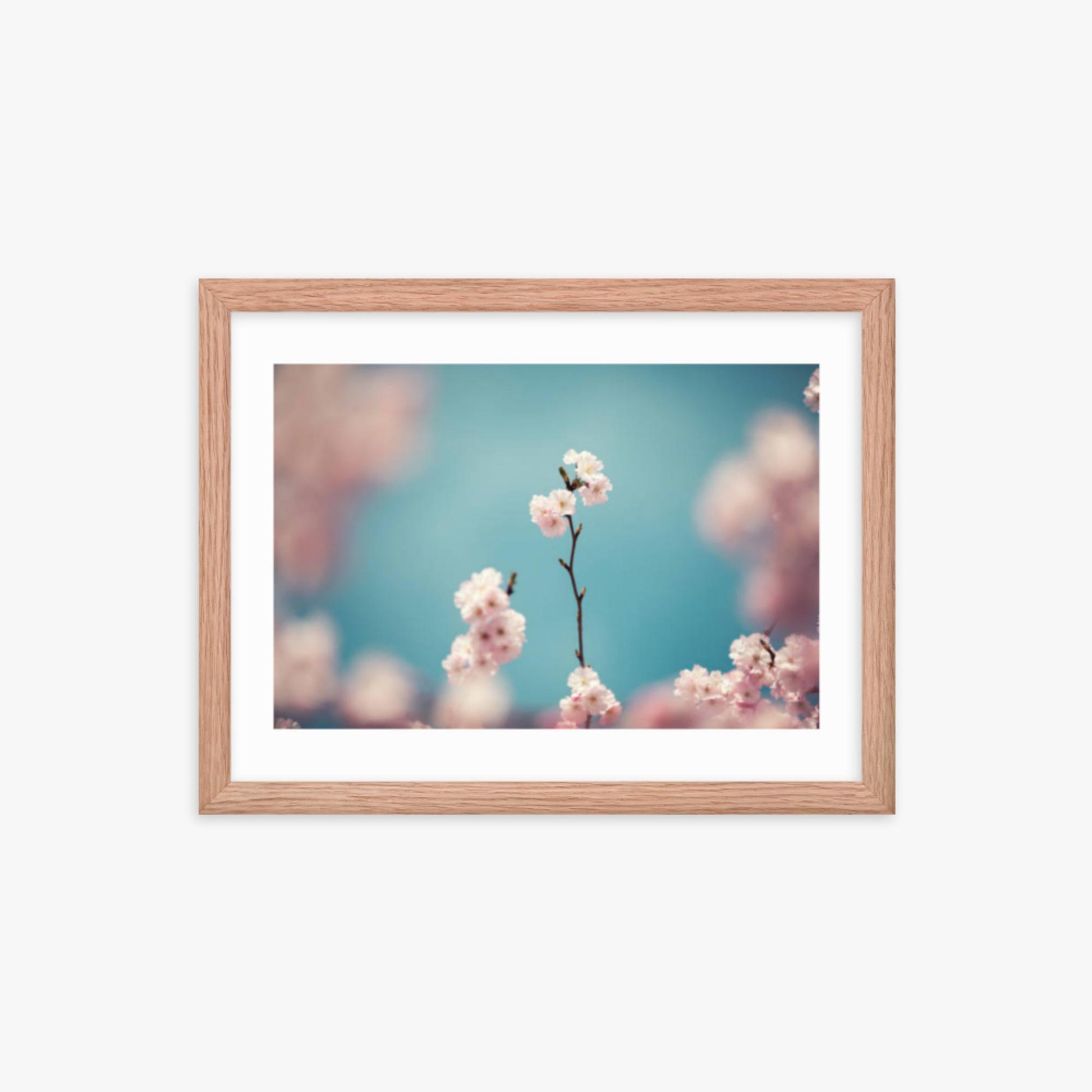 Pastel Colored Cherry Blossoms 12x16 in Poster With Oak Frame