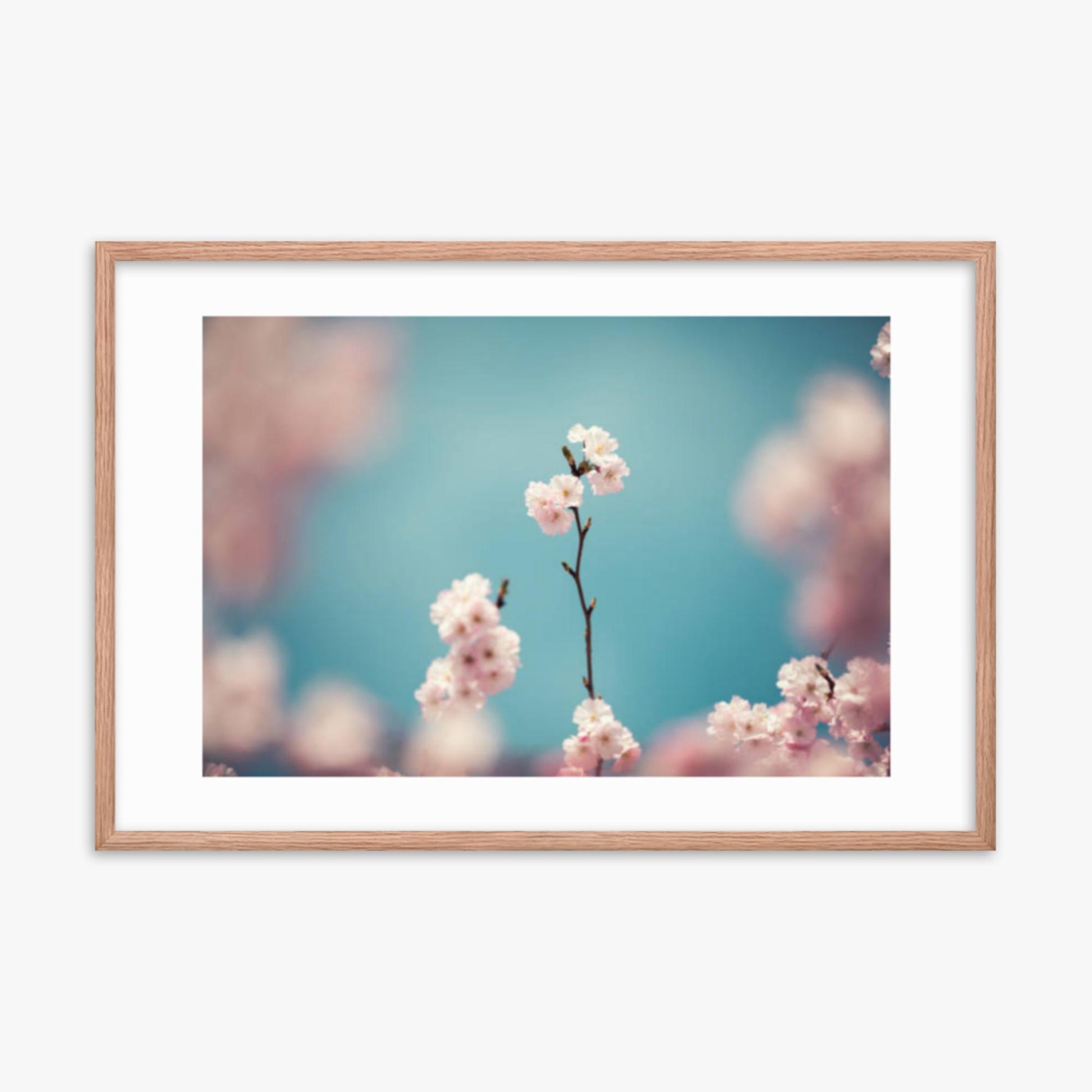 Pastel Colored Cherry Blossoms 24x36 in Poster With Oak Frame