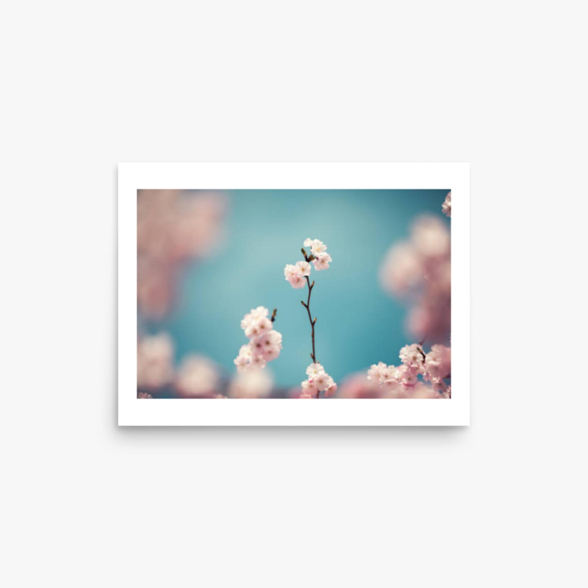 Pastel Colored Cherry Blossoms 12x16 in Poster