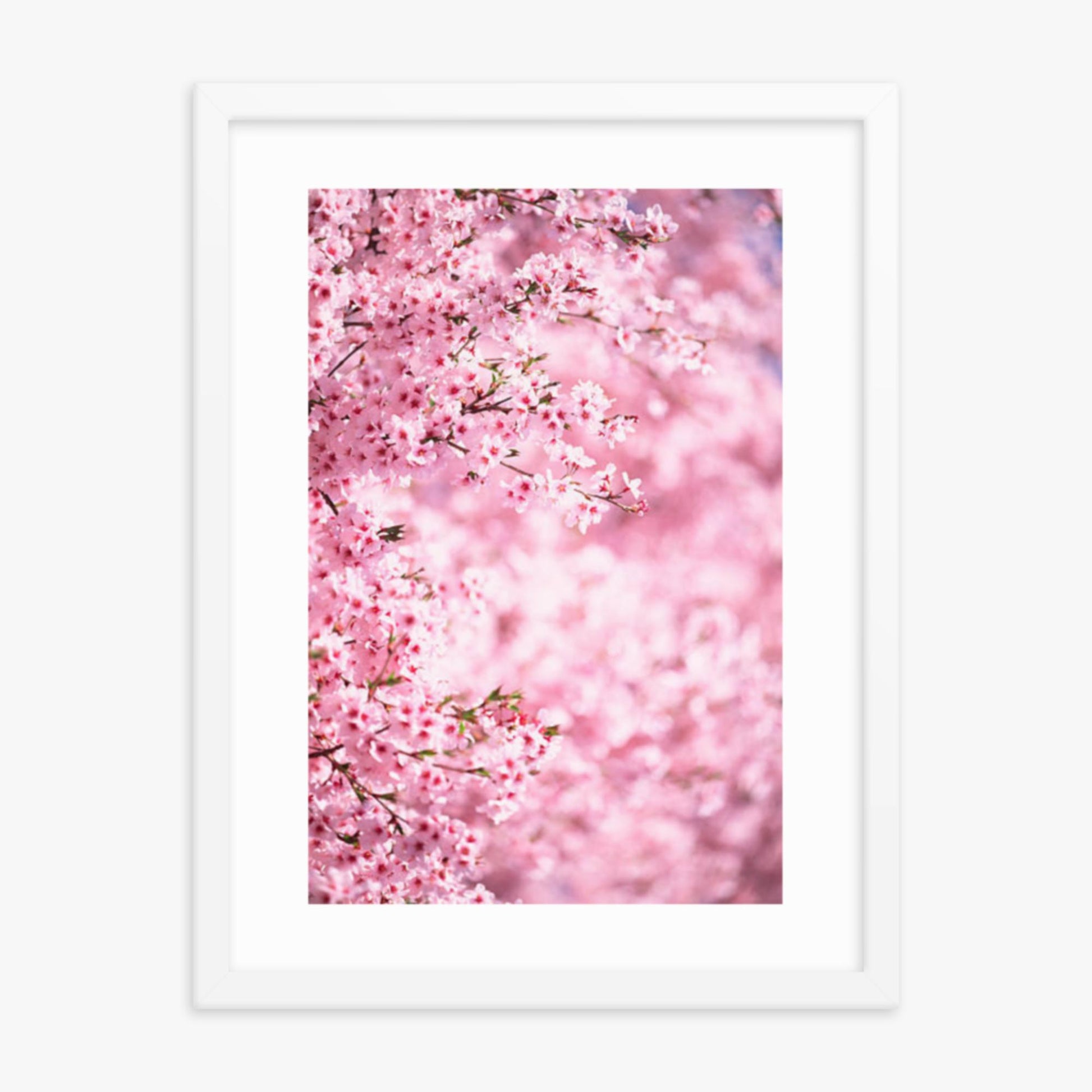 Pink Cherry Blossoms 2 18x24 in Poster With White Frame