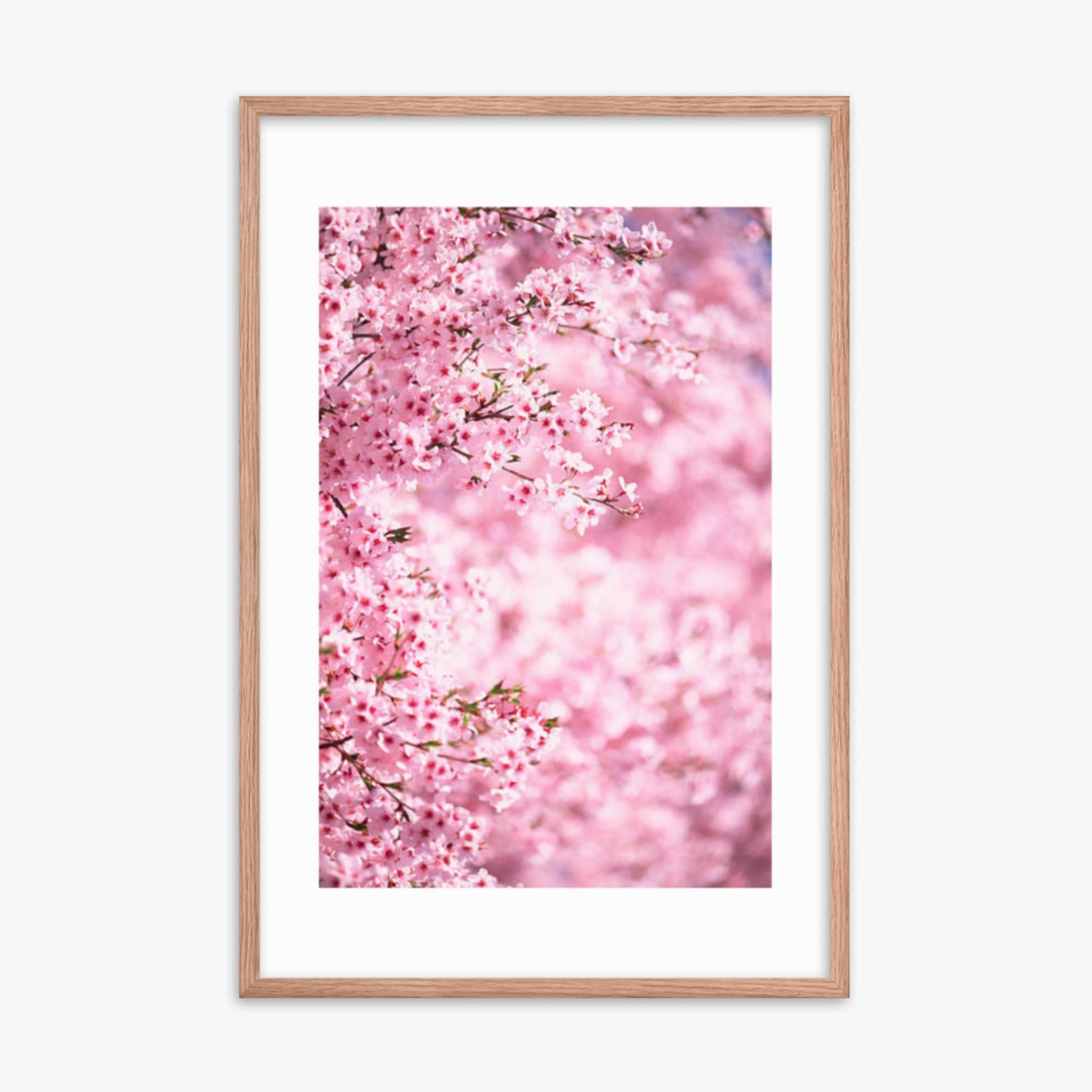 Pink Cherry Blossoms 2 24x36 in Poster With Oak Frame