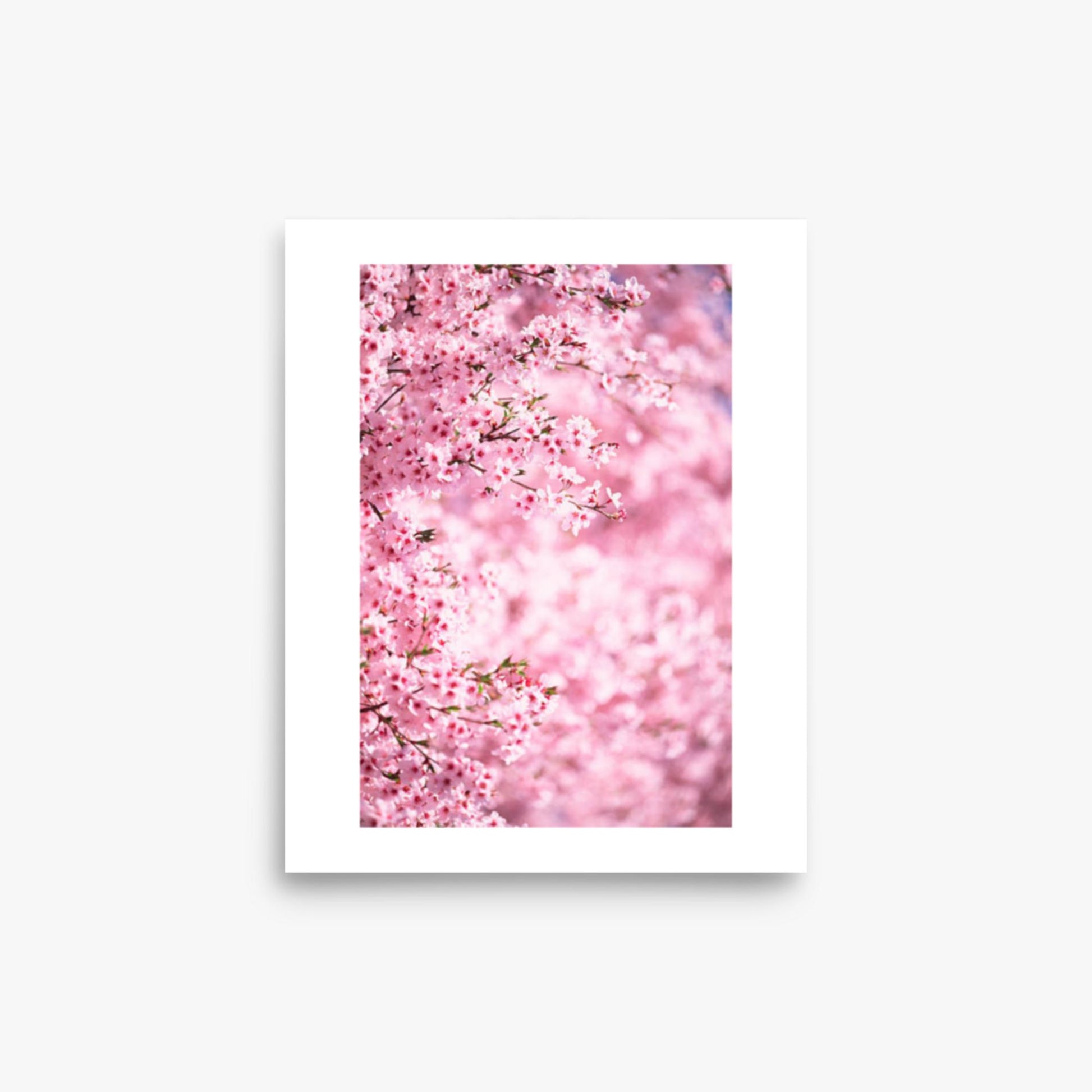 Pink Cherry Blossoms 2 8x10 in Poster