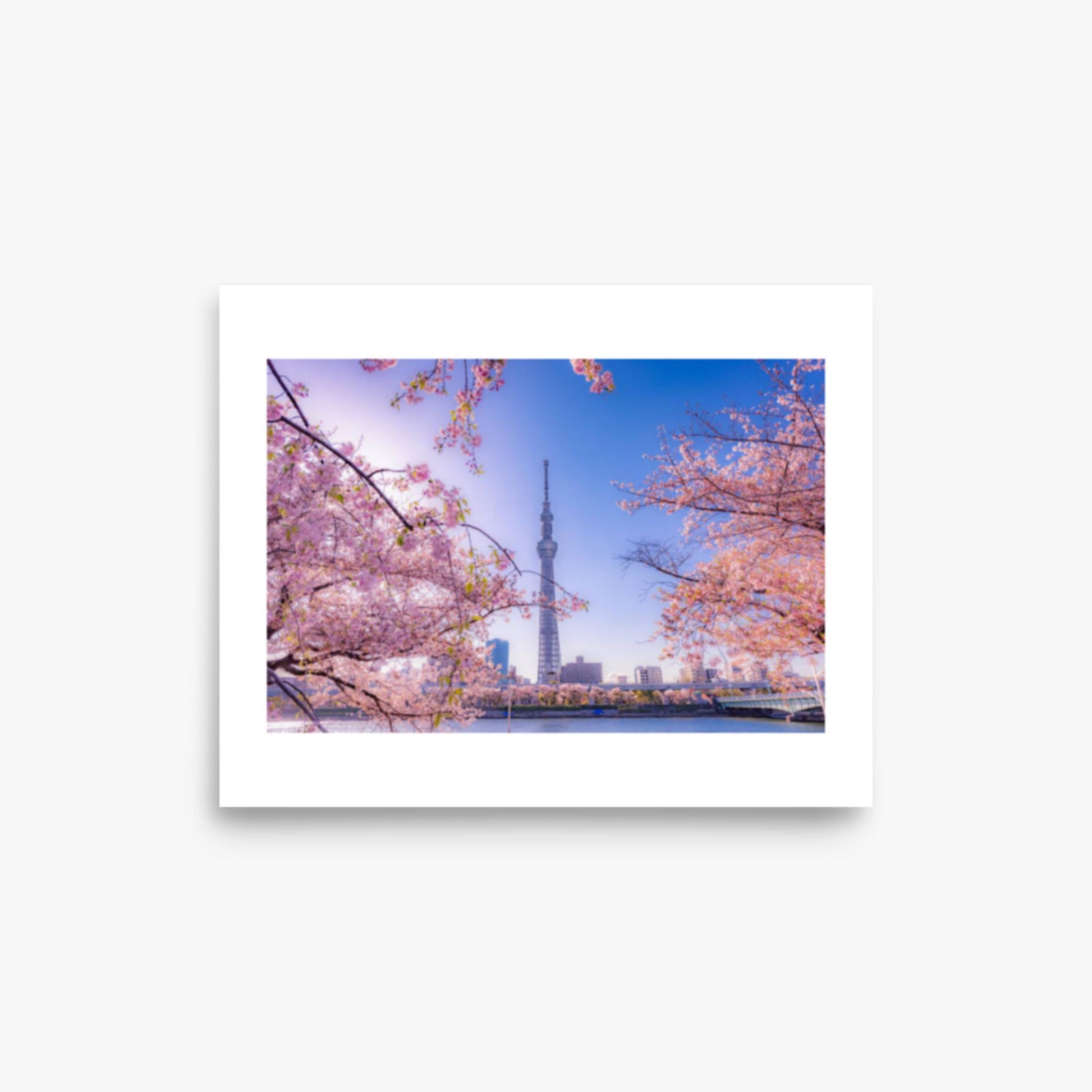 Cherry blossom and building at Asakusa Sumida Park 8x10 in Poster