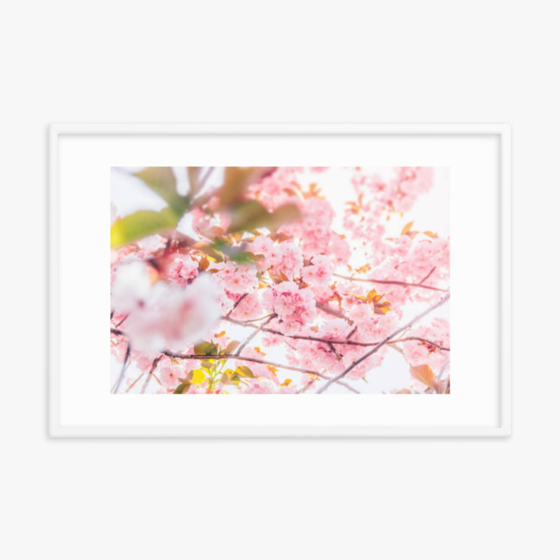 Cherry blossom flowers and sunshine 24x36 in Poster With White Frame