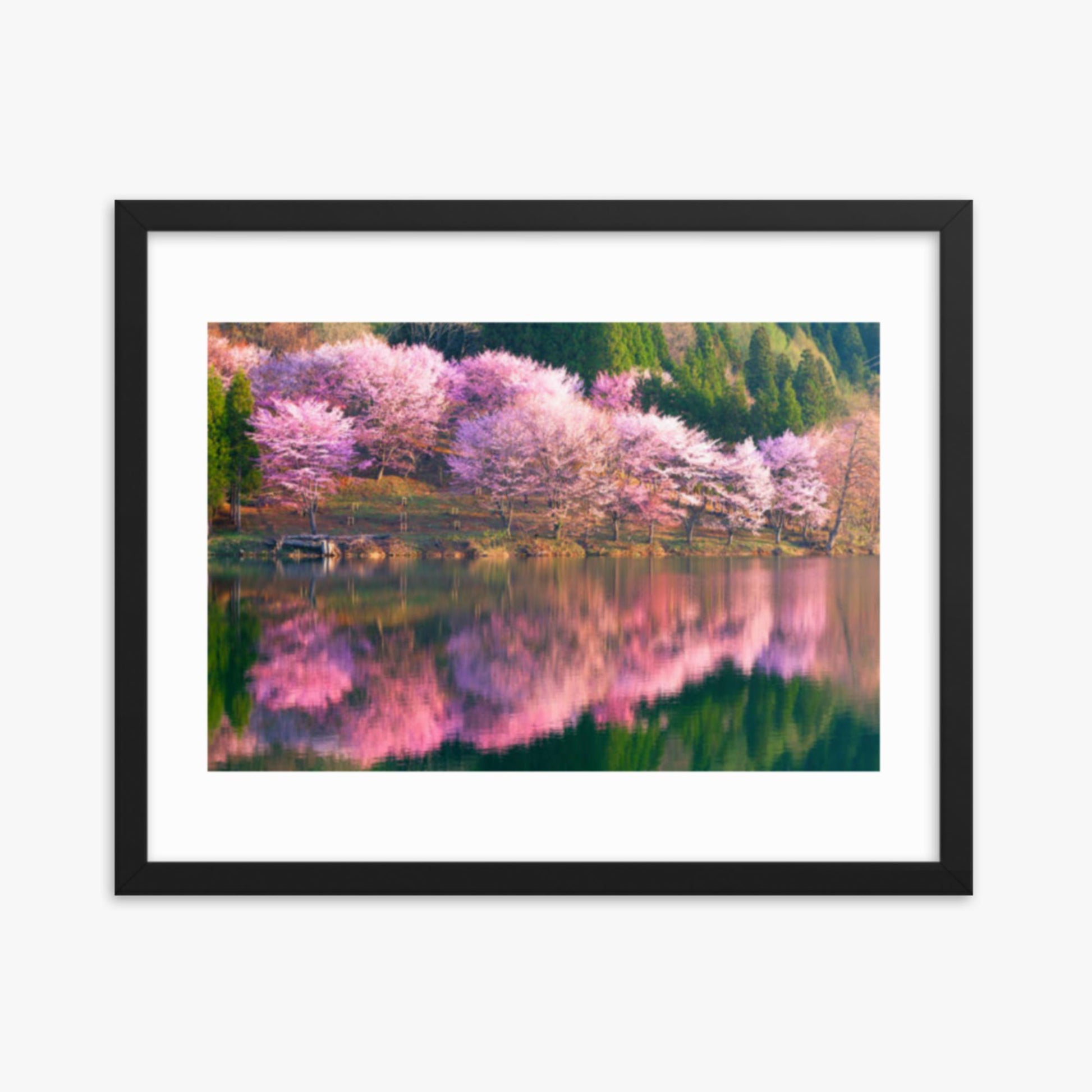 Pink cherry blossoms reflected in Lake Nakatsuna 16x20 in Poster With Black Frame