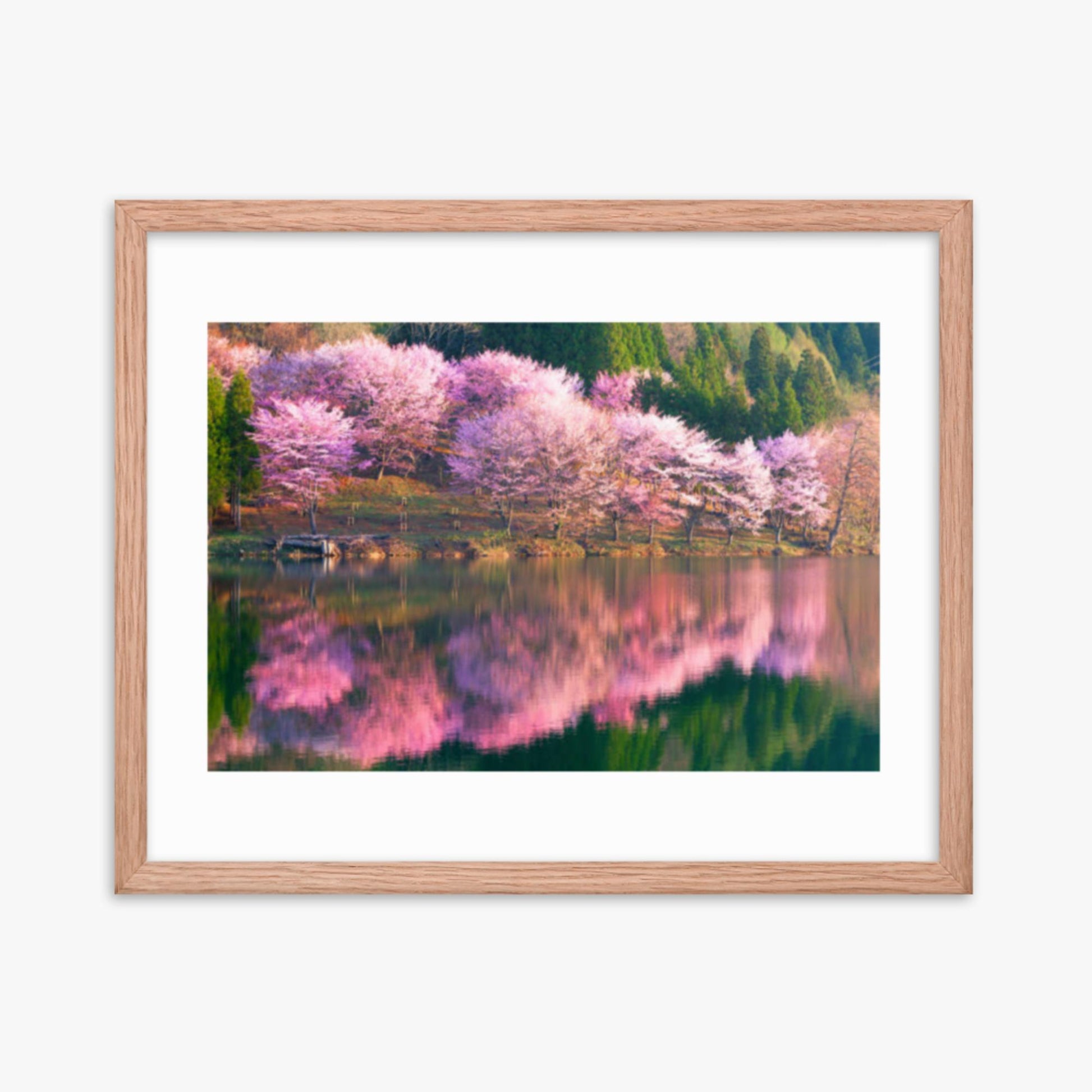 Pink cherry blossoms reflected in Lake Nakatsuna 16x20 in Poster With Oak Frame