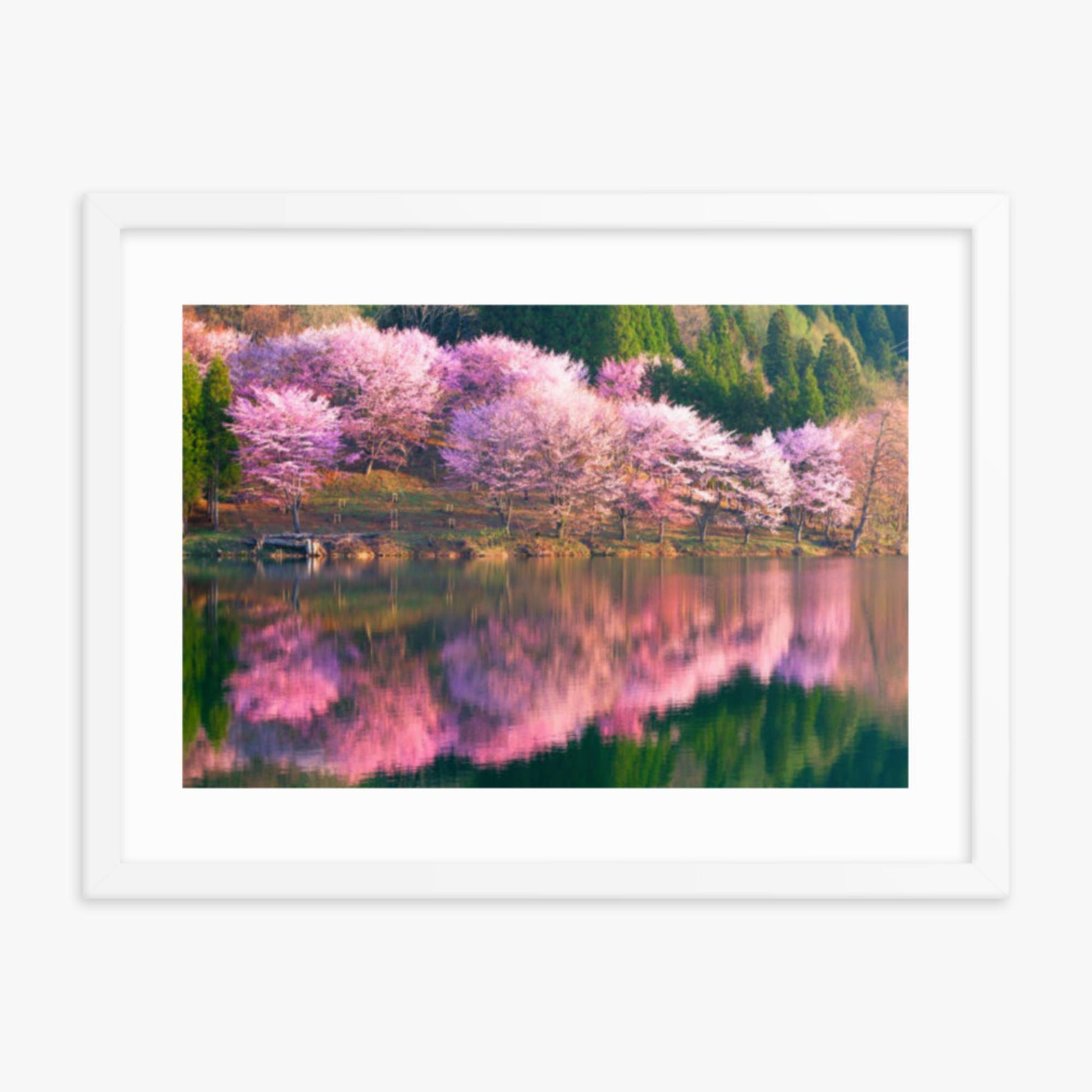 Pink cherry blossoms reflected in Lake Nakatsuna 18x24 in Poster With White Frame