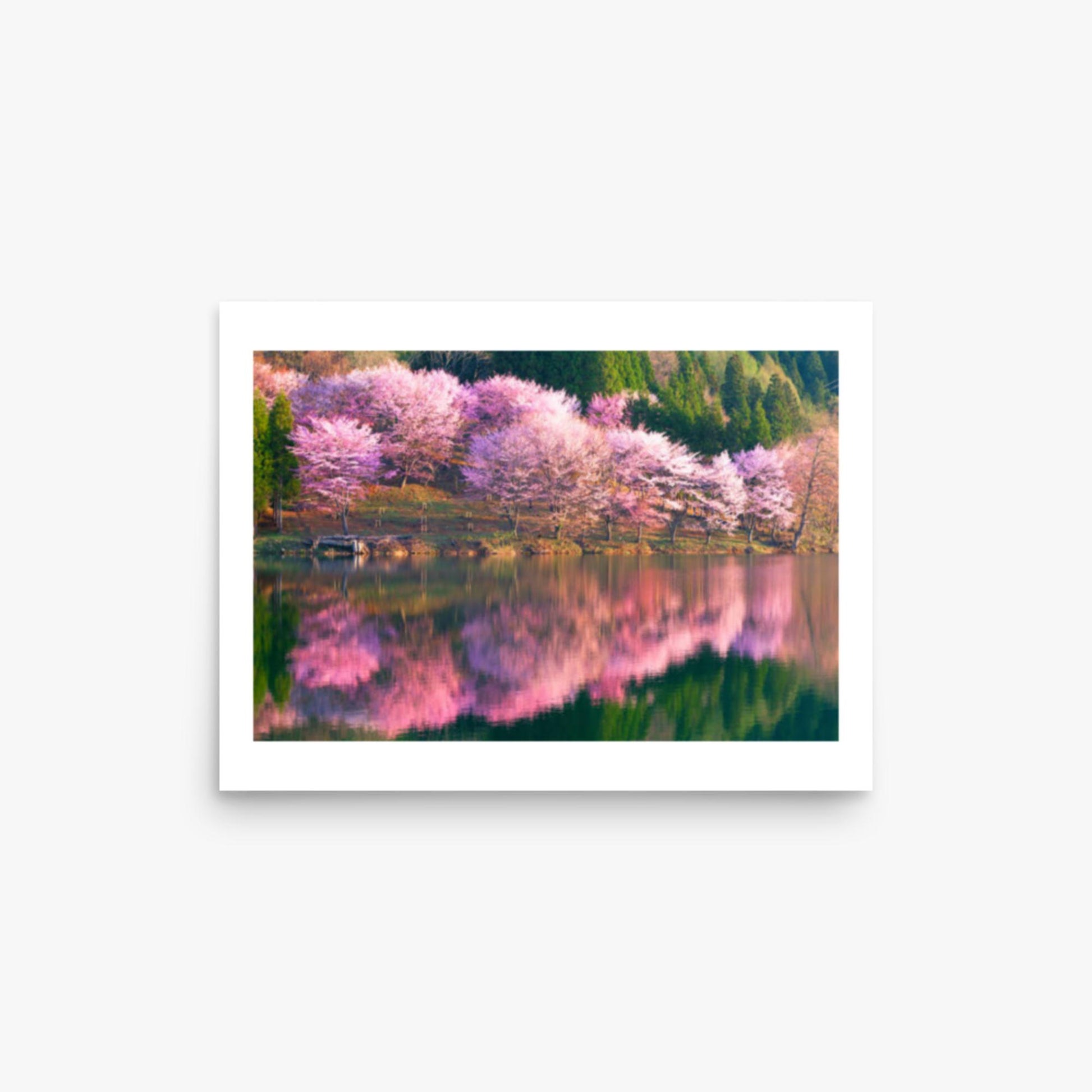 Pink cherry blossoms reflected in Lake Nakatsuna 12x16 in Poster