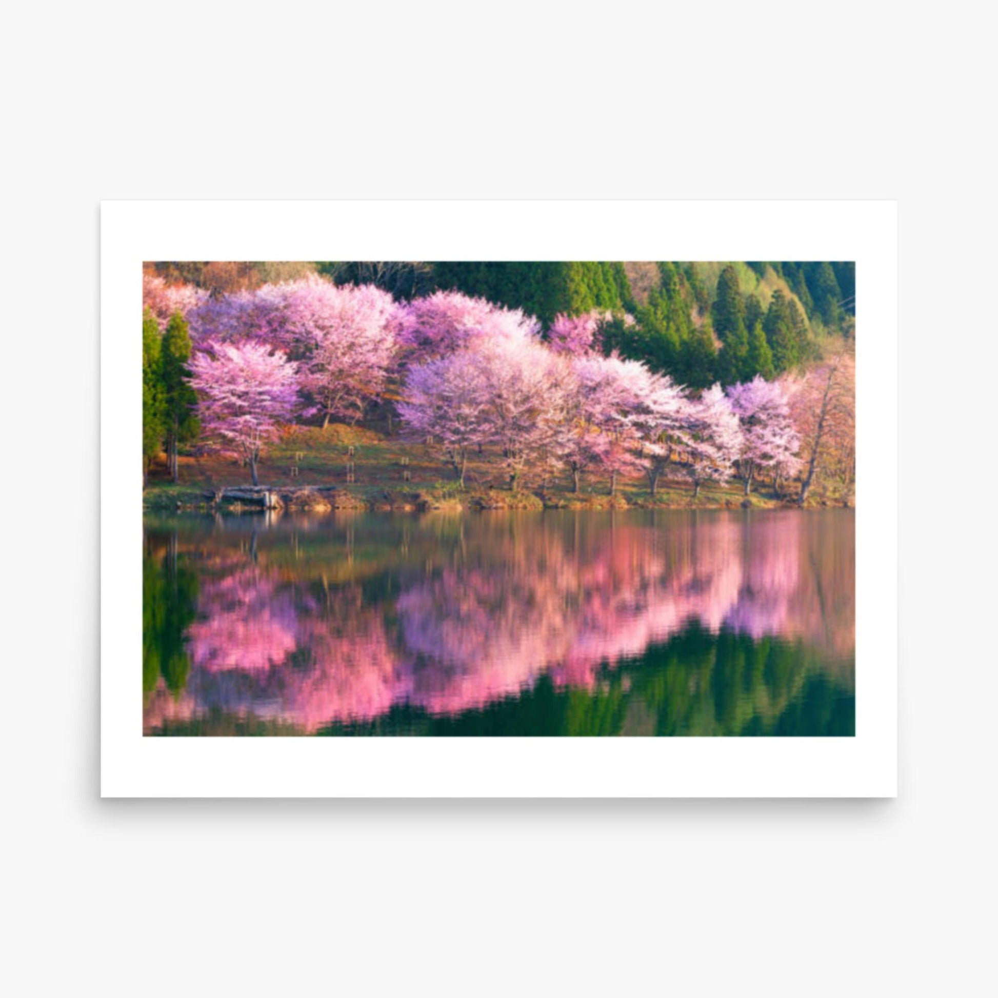 Pink cherry blossoms reflected in Lake Nakatsuna 18x24 in Poster