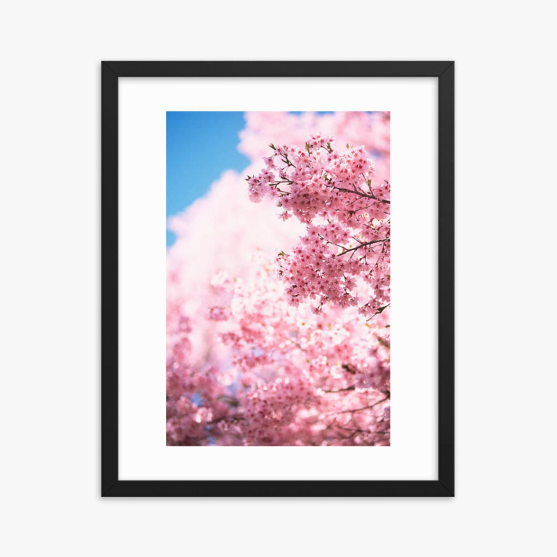 Cherry Blossoms 2 16x20 in Poster With Black Frame