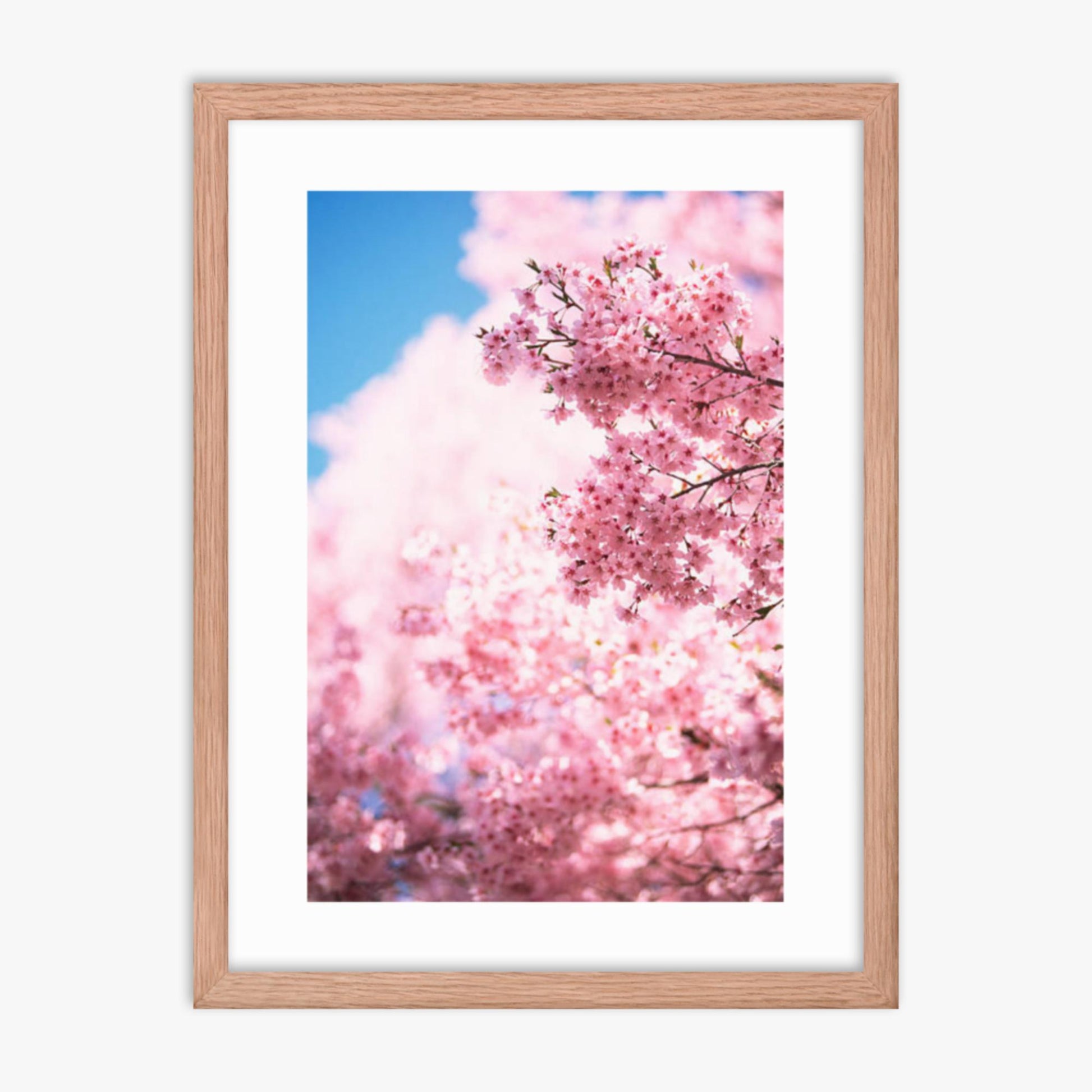 Cherry Blossoms 2 18x24 in Poster With Oak Frame