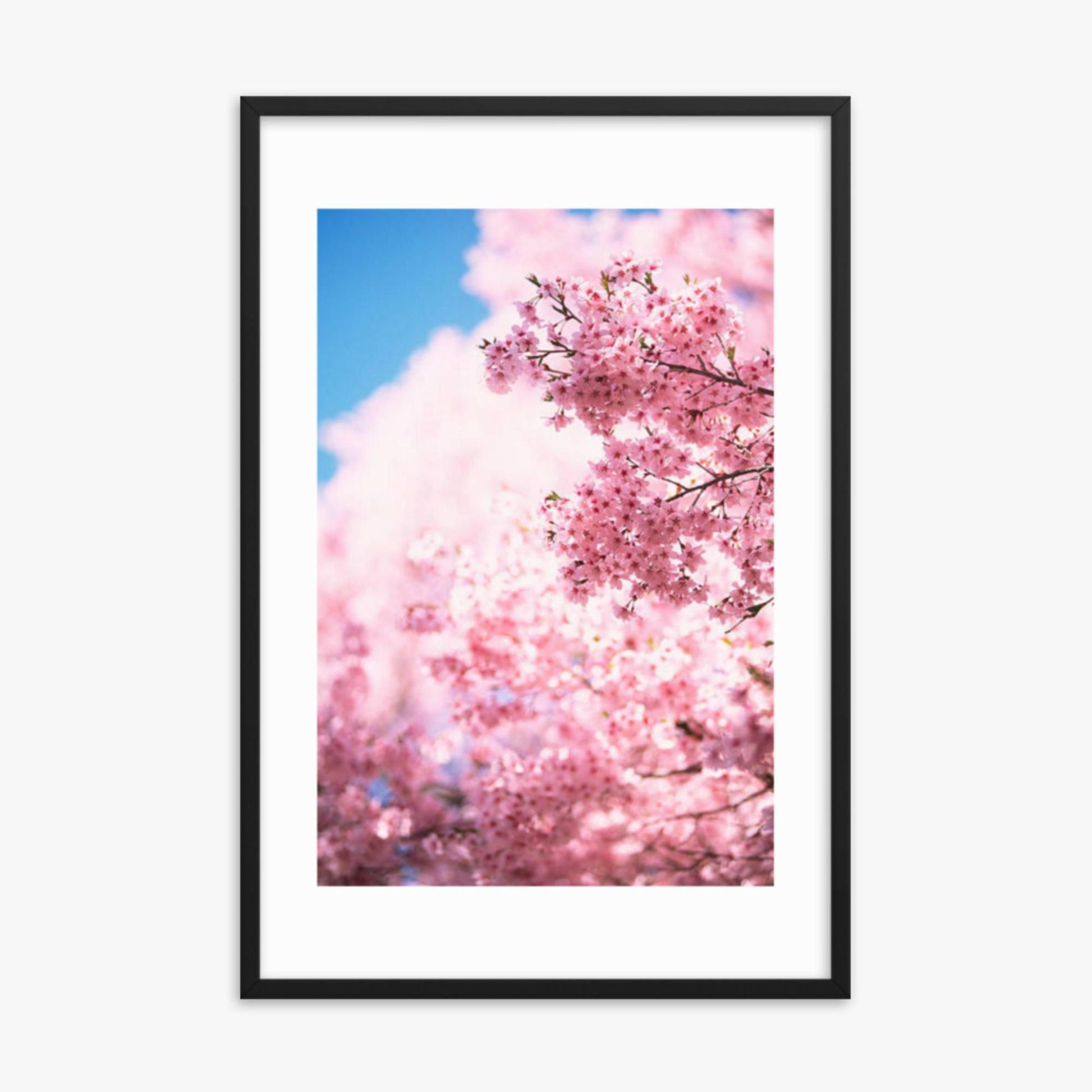 Cherry Blossoms 2 24x36 in Poster With Black Frame