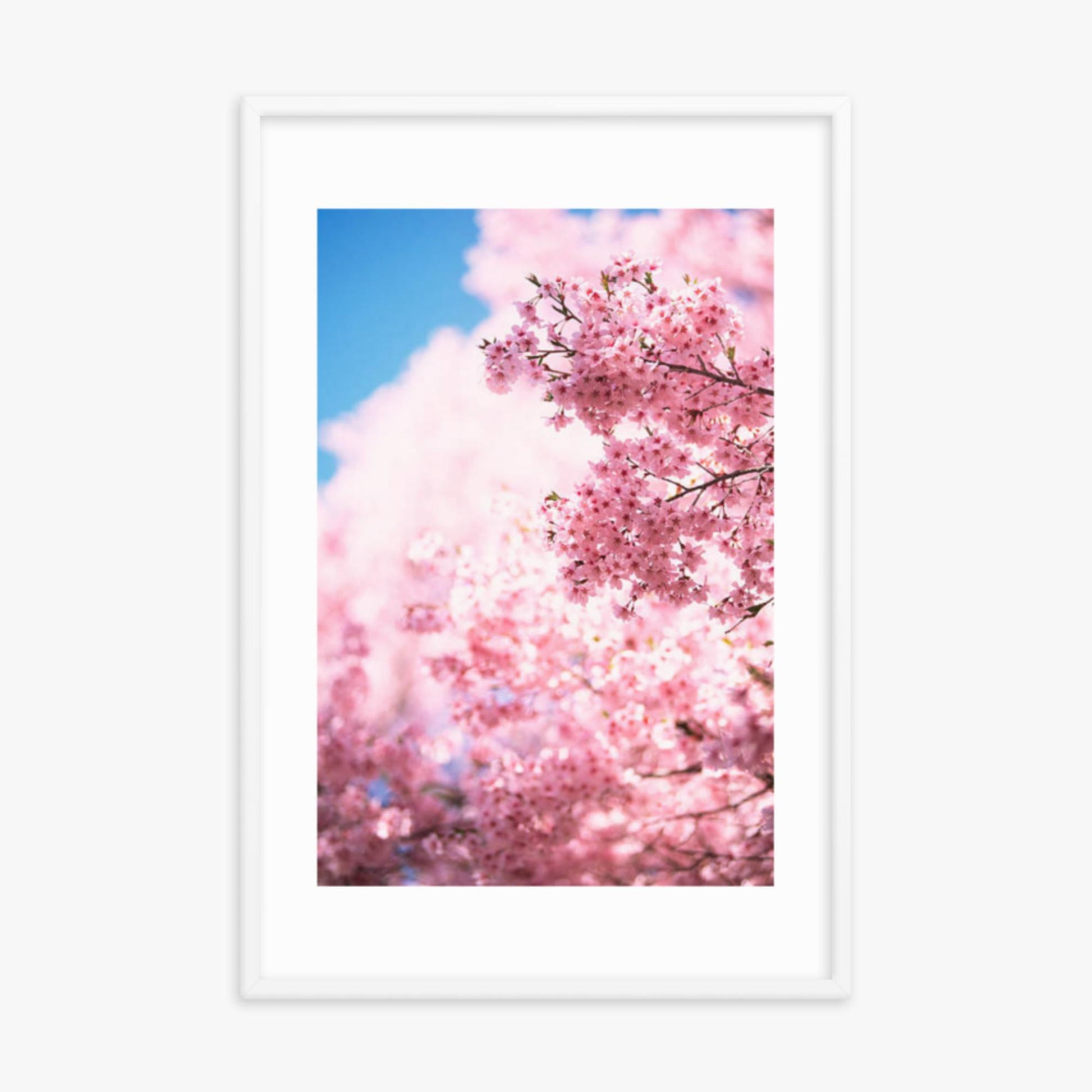 Cherry Blossoms 2 24x36 in Poster With White Frame