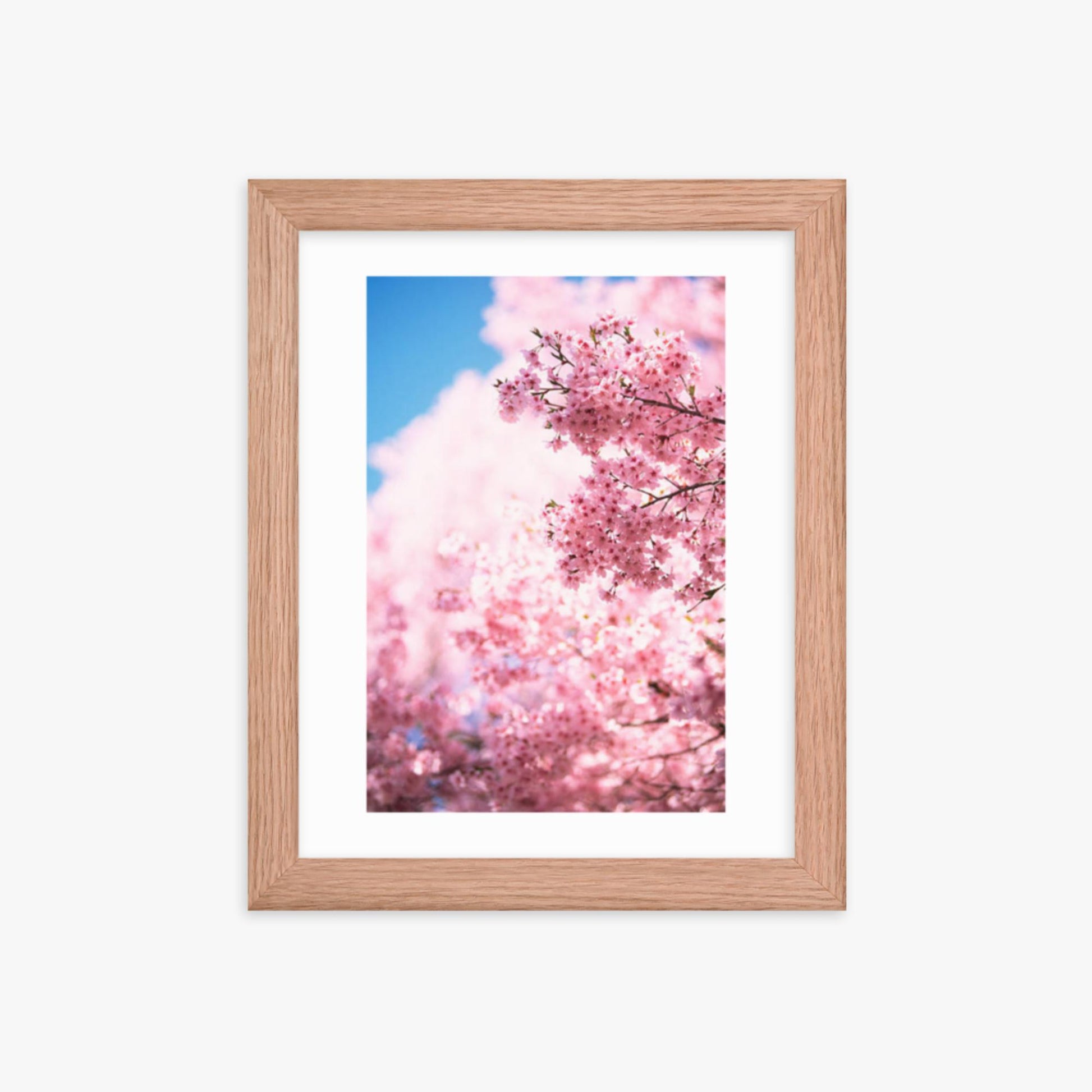 Cherry Blossoms 2 8x10 in Poster With Oak Frame