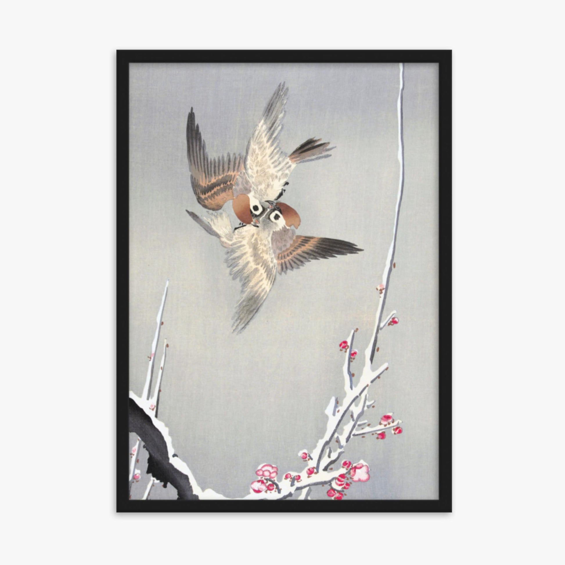 Ohara Koson - Sparrows and Snowy Plum Tree 50x70 cm Poster With Black Frame